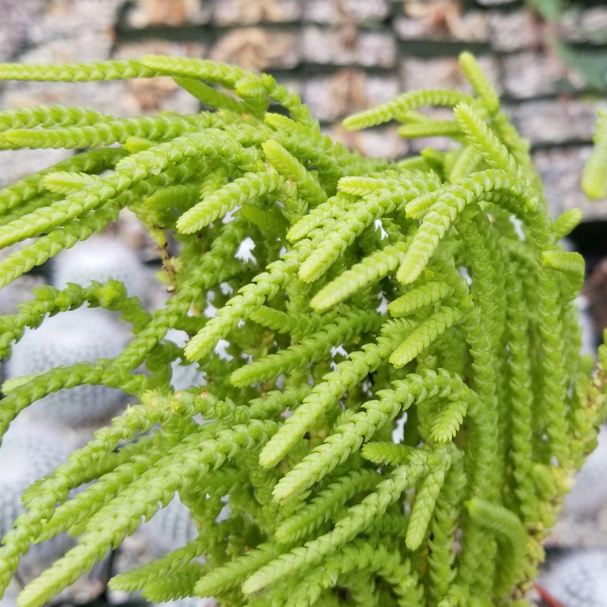 Watch Chain 'Crassula muscosa lycopodioides'