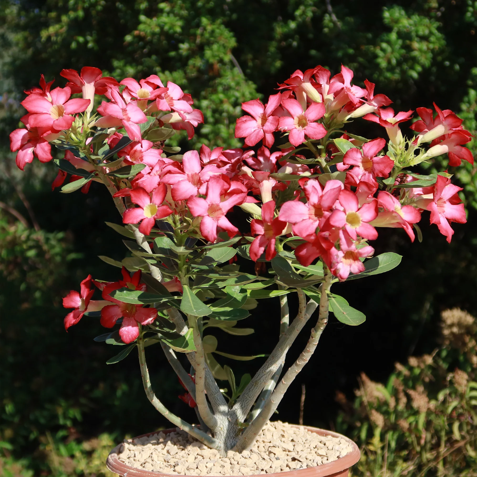 Desert Rose 'Adenium obesum'