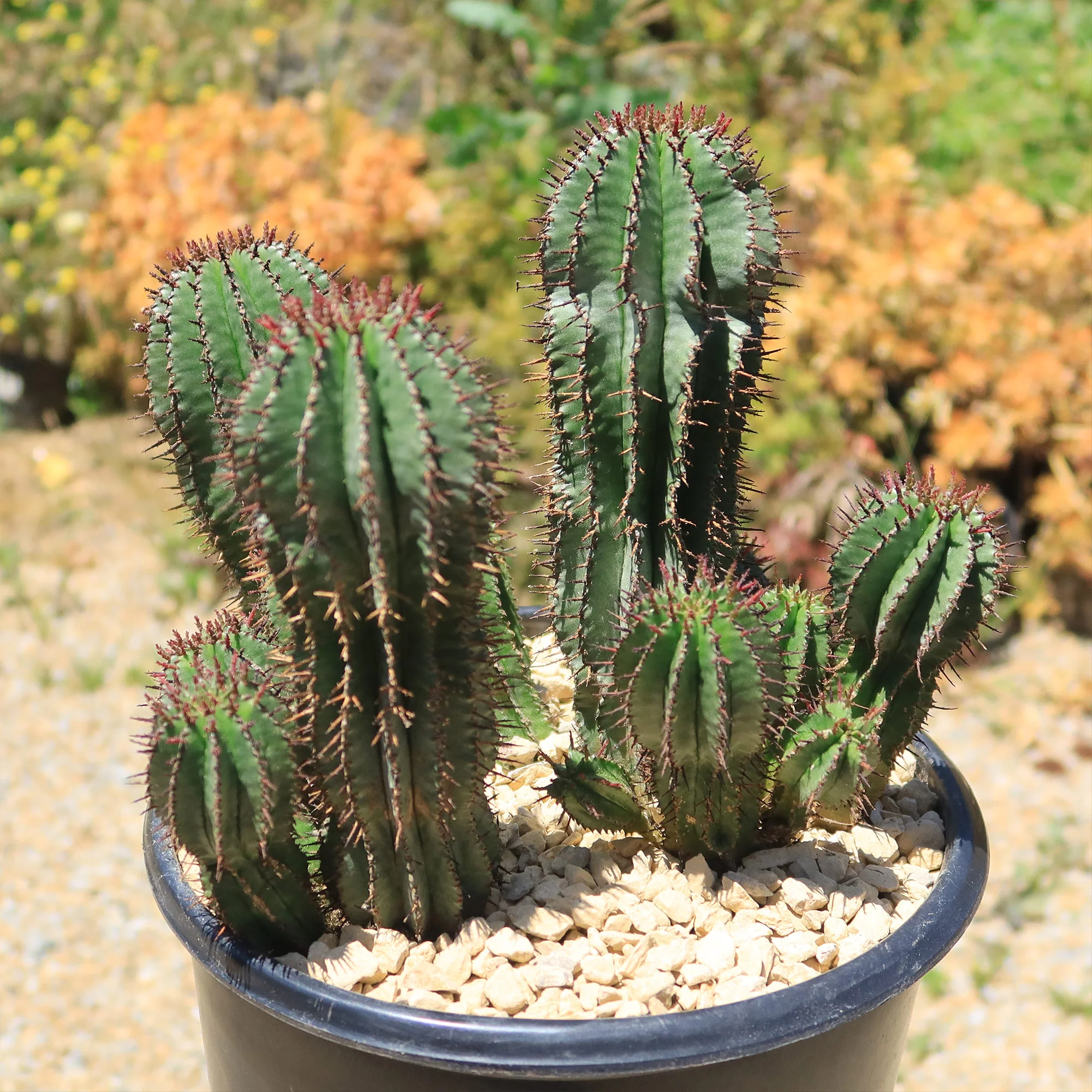 Milk Barrel Cactus ��Euphorbia cereiformis��