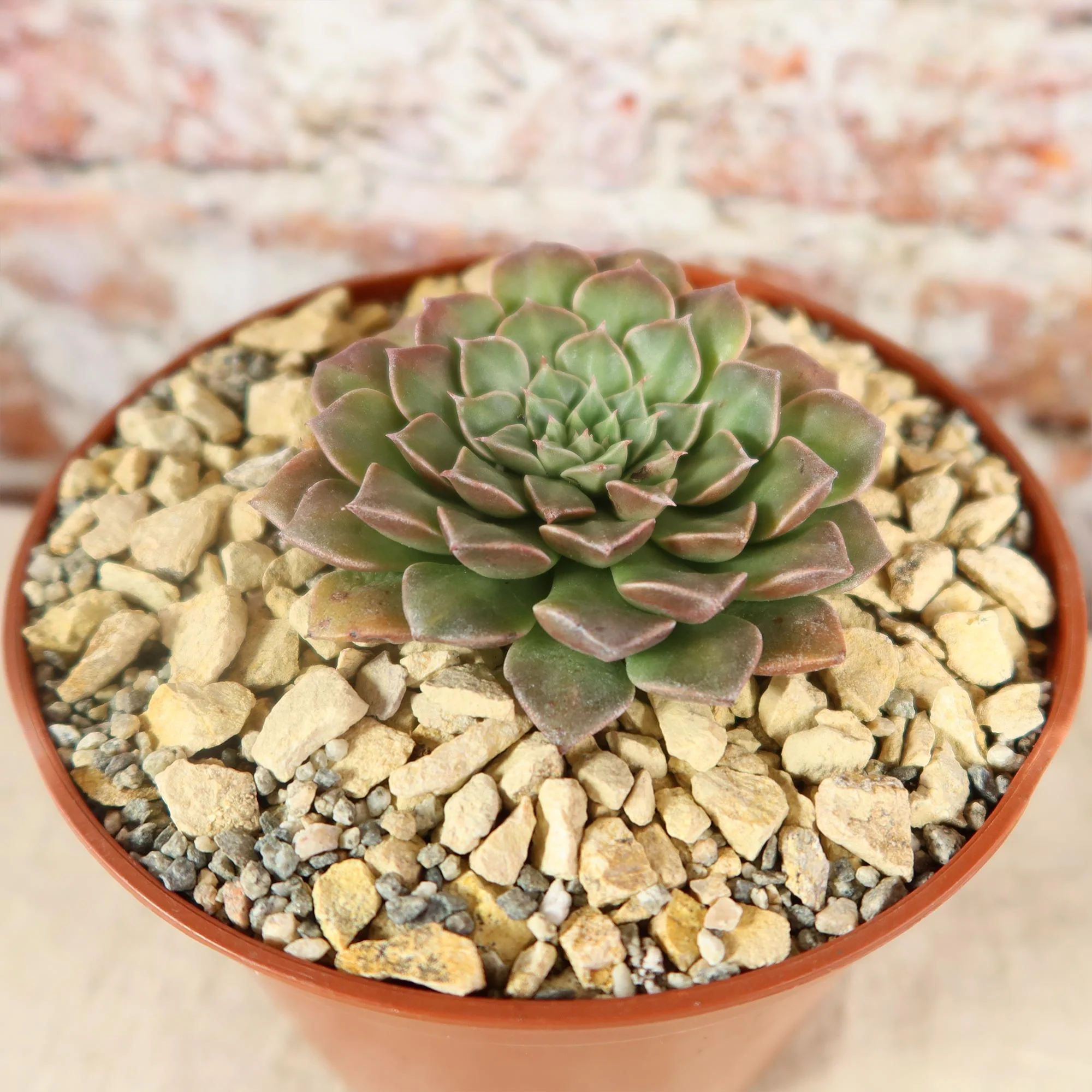 Graptopetalum tacitus bellus super star