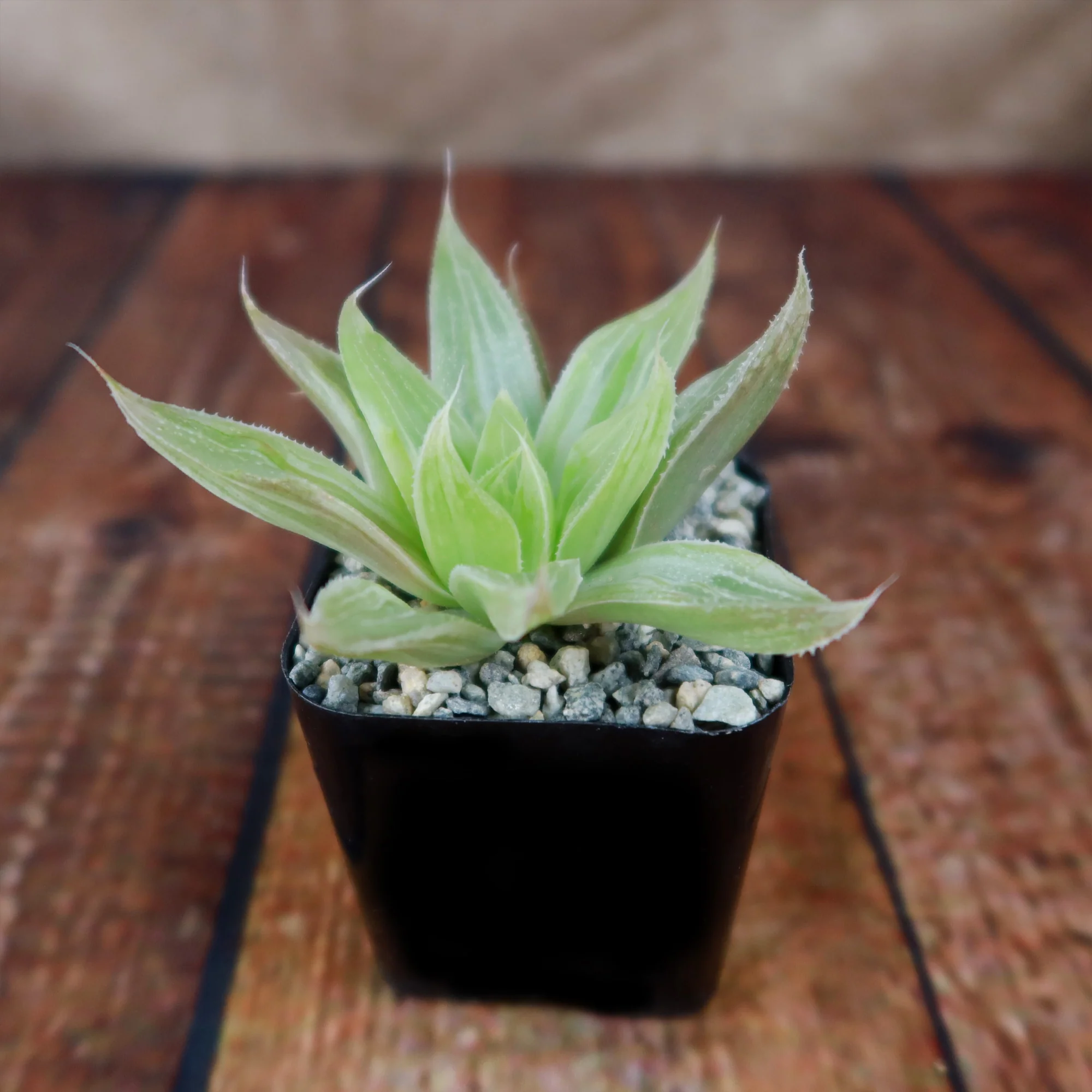 Haworthia  White Ghost
