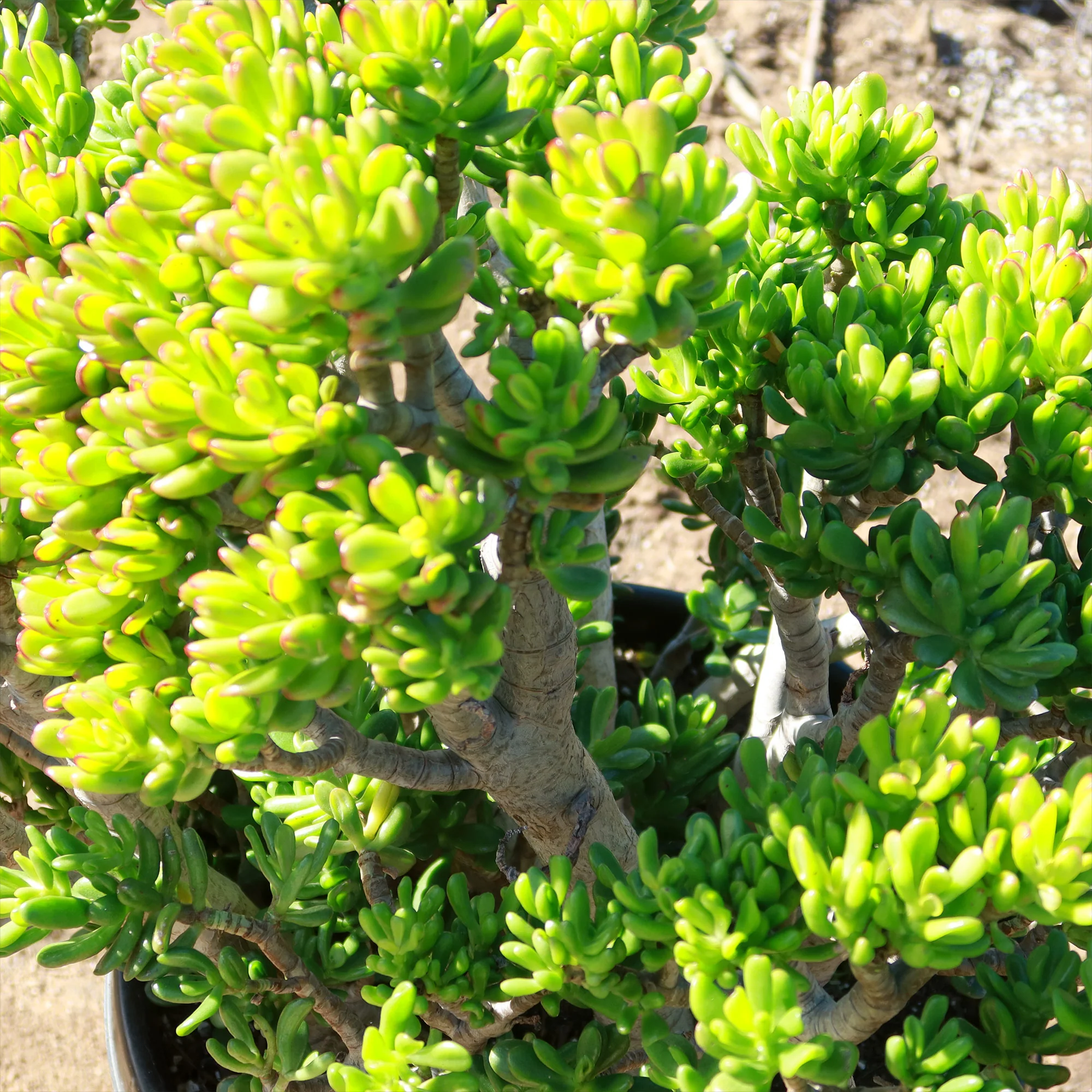 Jade Bonsai Tree -  Crassula ovata 'Hobbit'
