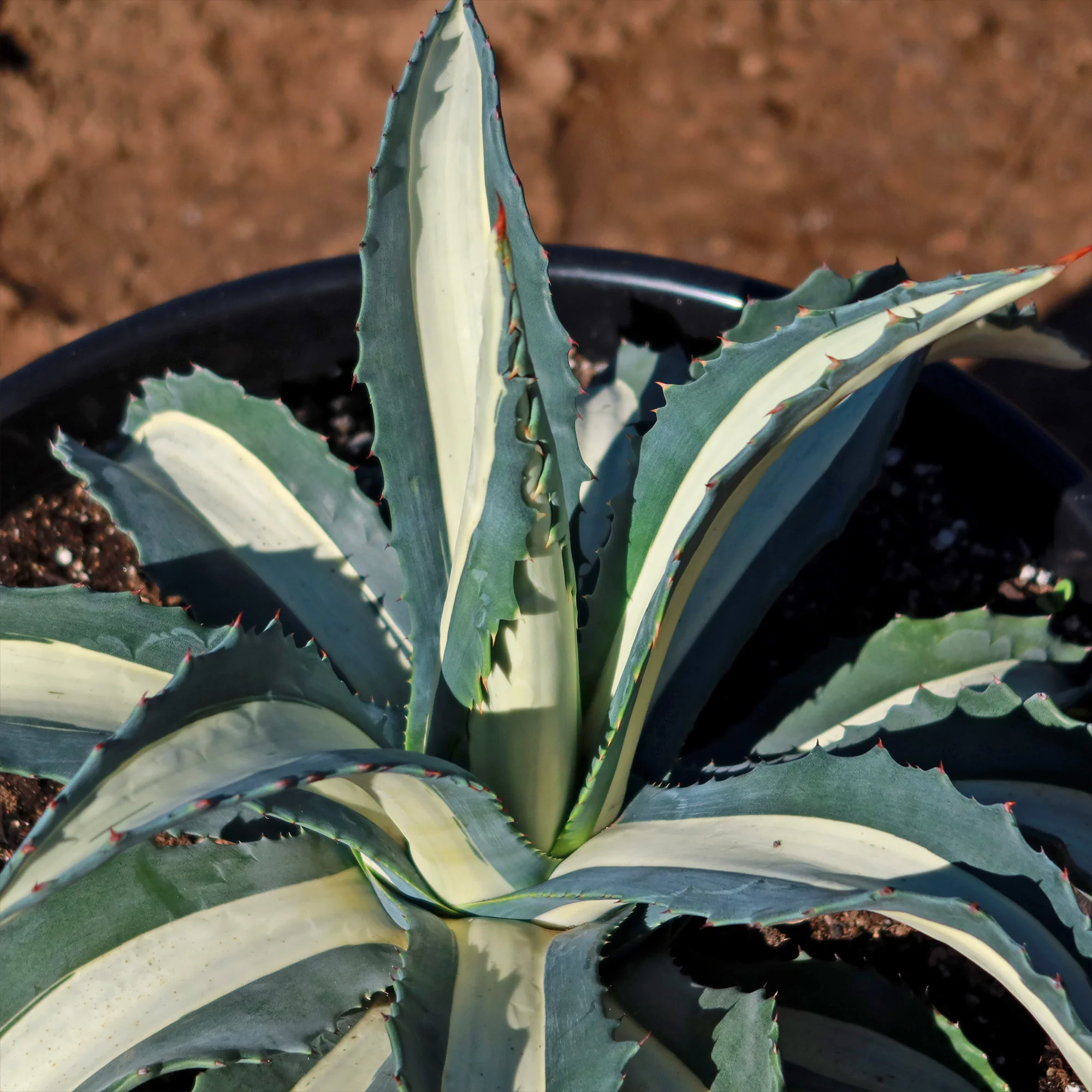 Agave mediopicta alba �C White Striped Century Plant
