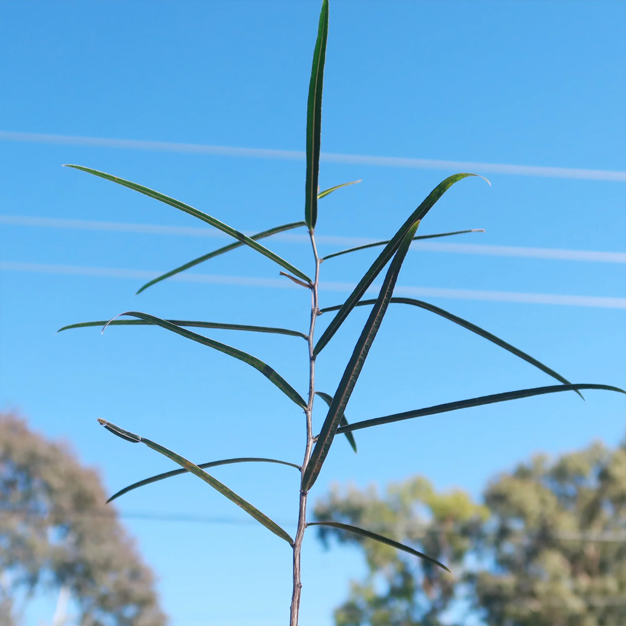 Queensland Bottle Tree 'Brachychiton rupestris'