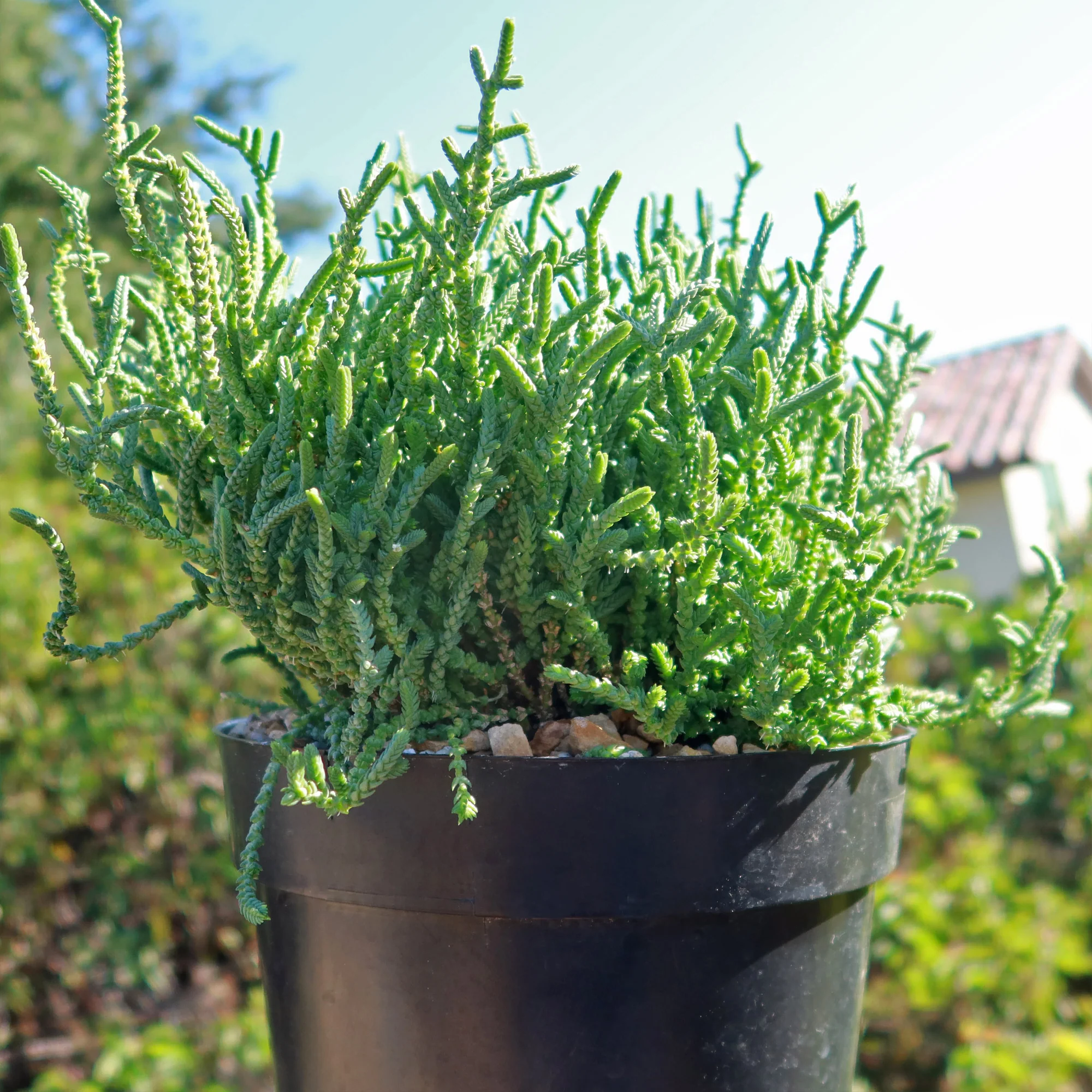 Watch Chain 'Crassula muscosa lycopodioides'