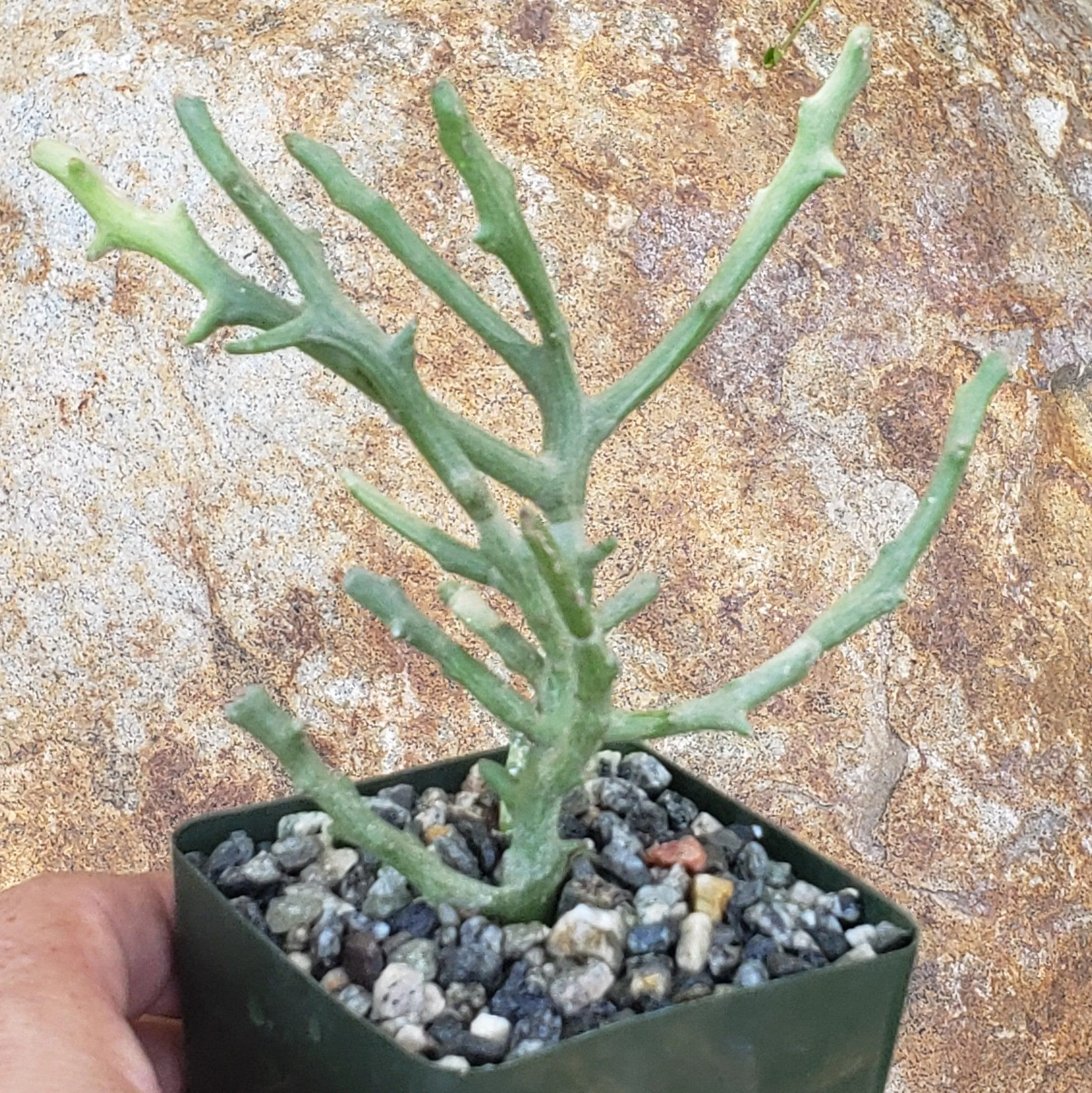Euphorbia stenoclada spineless