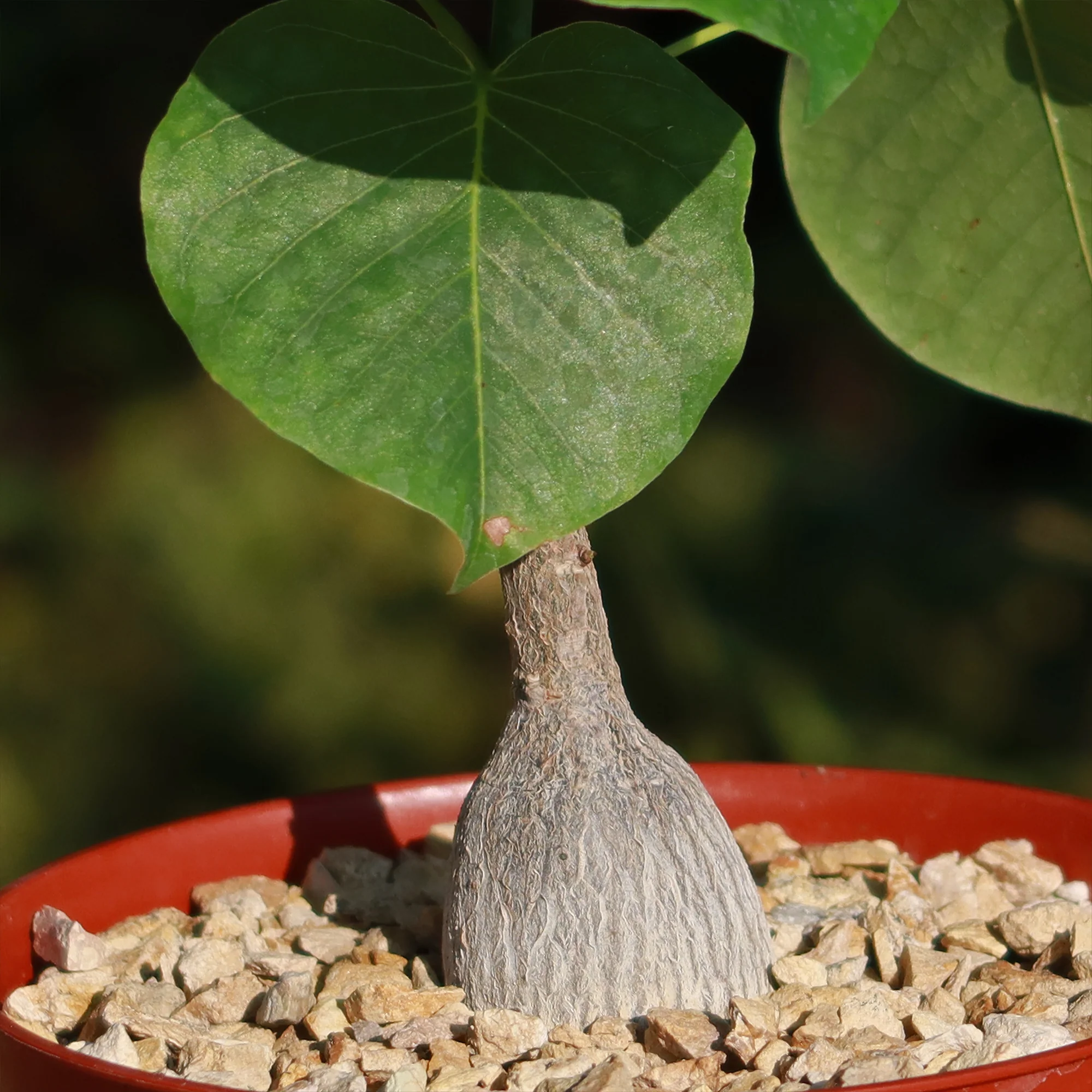 Shaving Brush Tree - Pseudobombax ellipticum