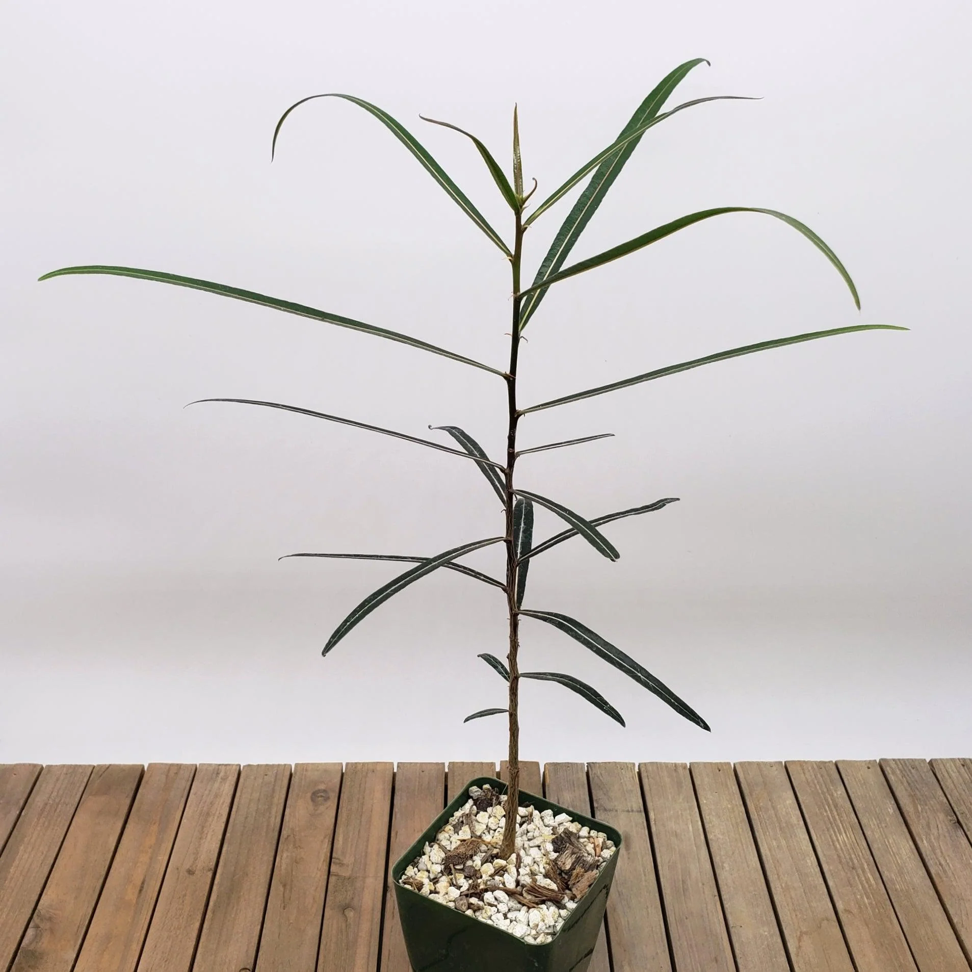 Queensland Bottle Tree 'Brachychiton rupestris'