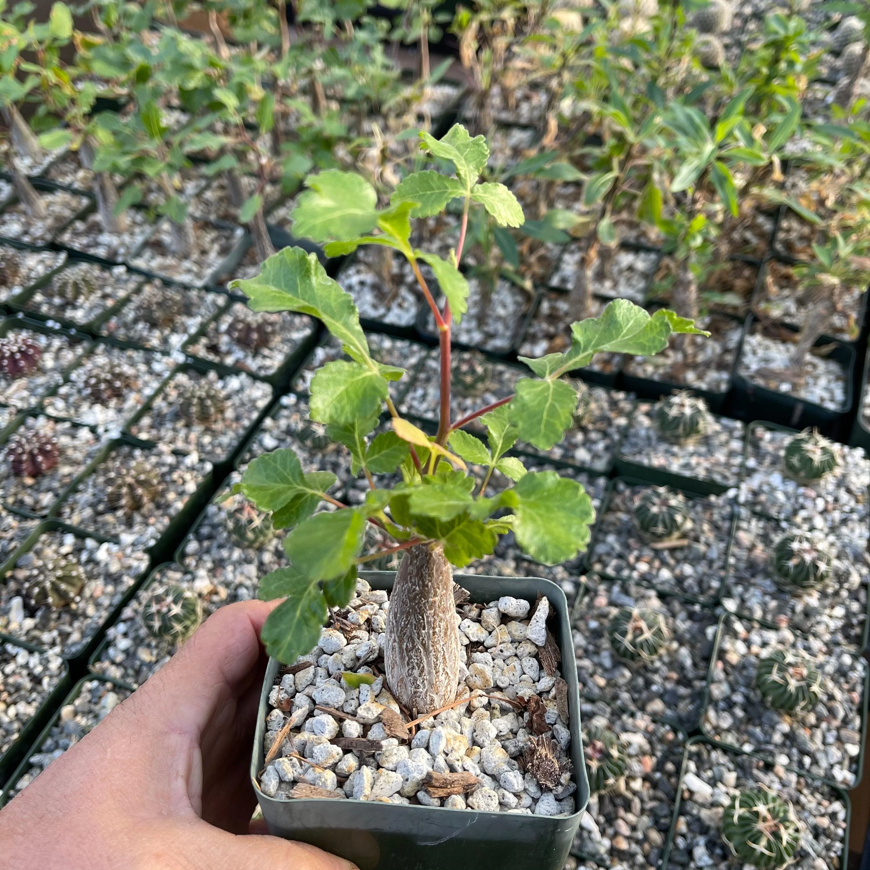 Bursera hindsiana copal