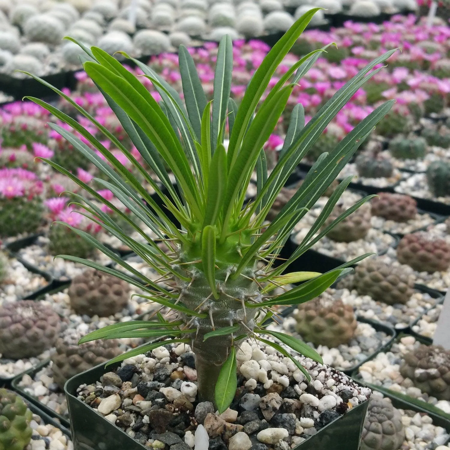 Madagascar Palm Plant - Pachypodium lamerei