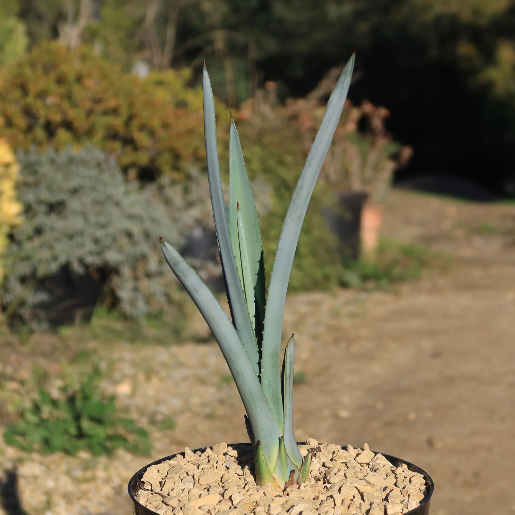 Blue agave - Agave Tequilana 'Tequila Plant'