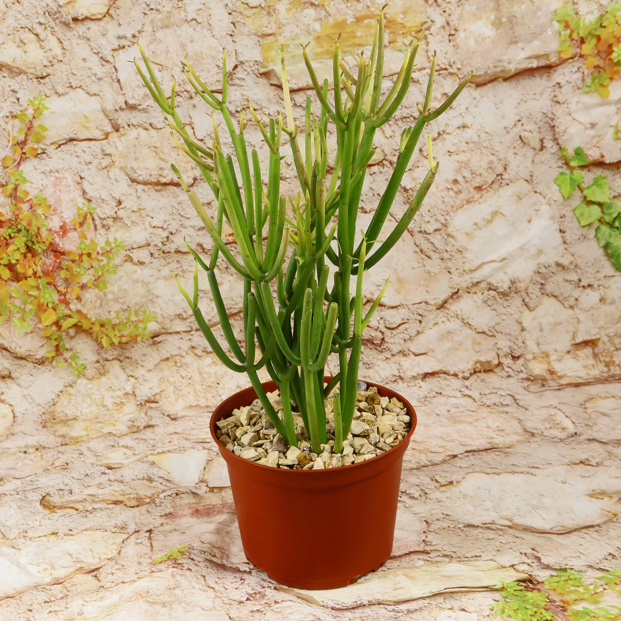 Pencil Cactus - Euphorbia tirucalli 'Firesticks'