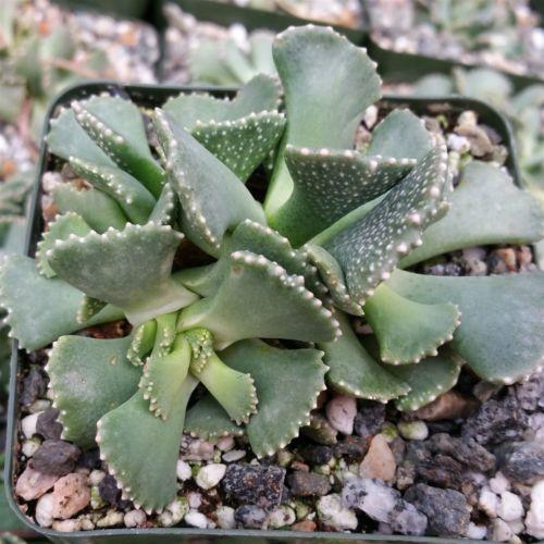 Aloinopsis malherbei