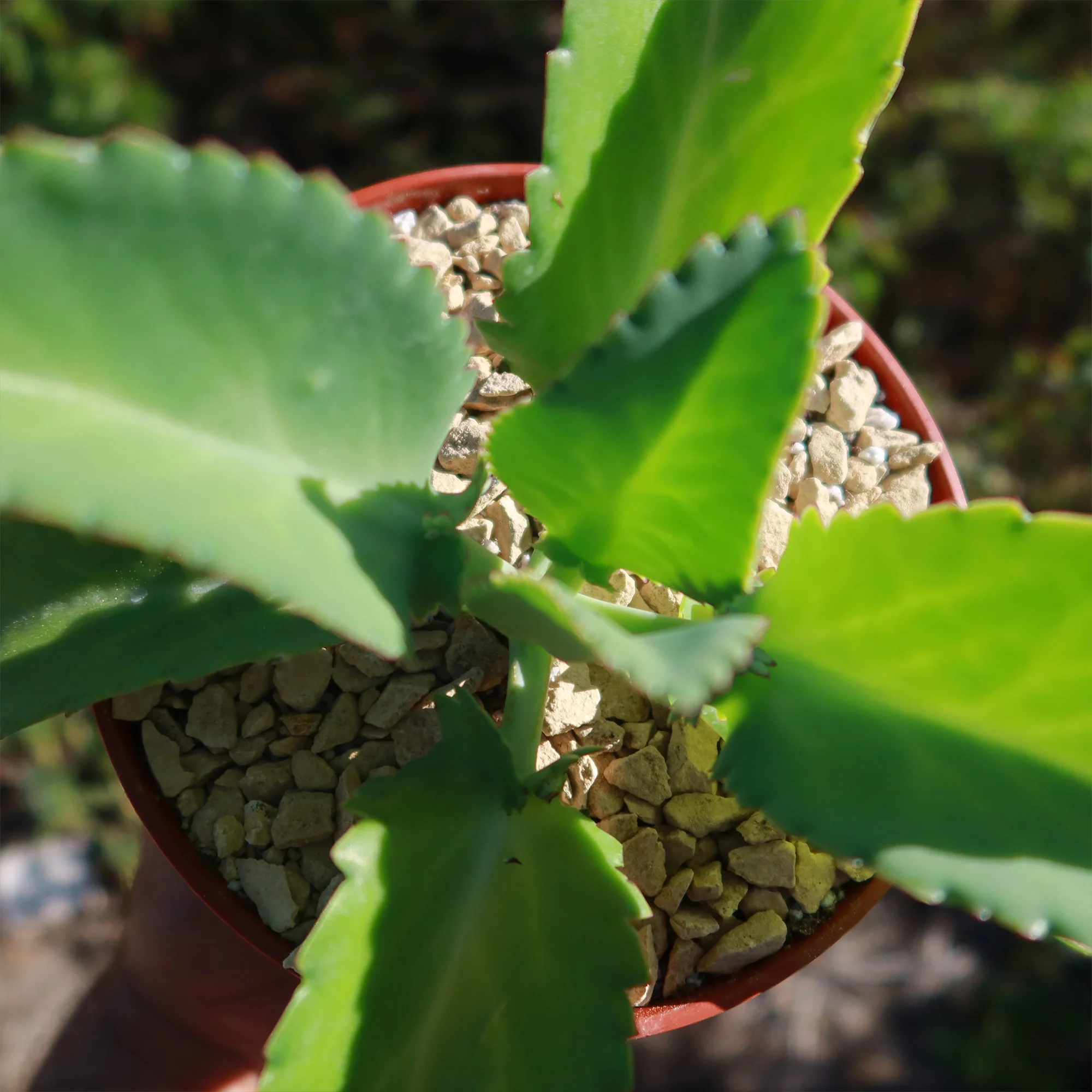 Mother of Thousands Plant 'Kalanchoe laetivirens'