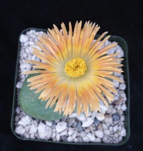 Split Rock Succulent 'Pleiospilos nelii' mesembs