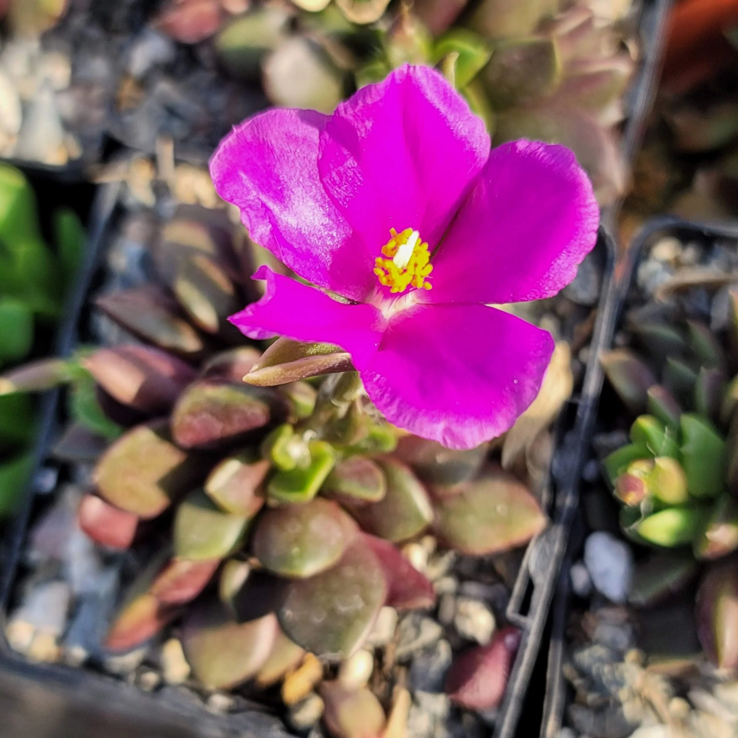 'Sand Rose Succulent - Anacampseros rufescens'