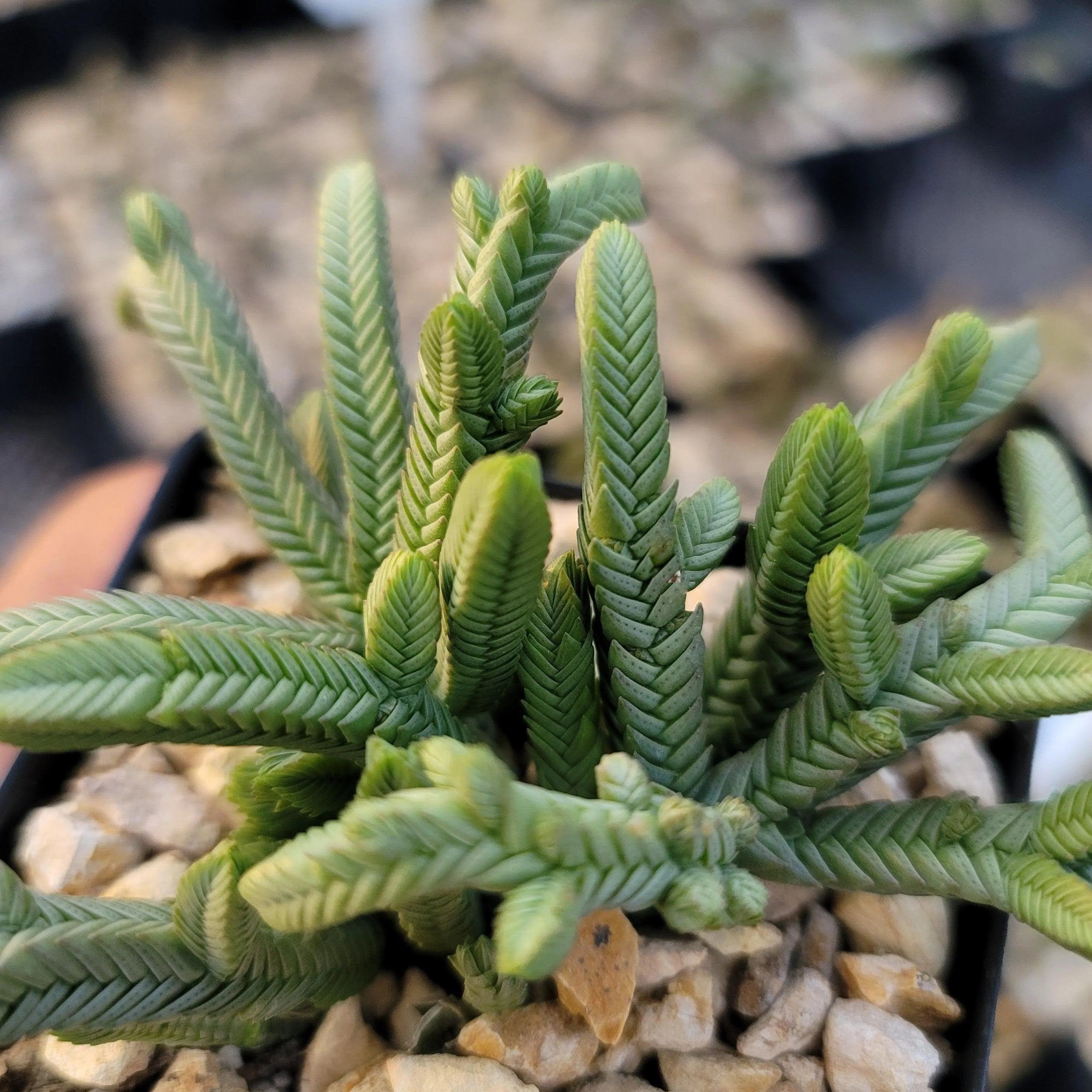 Pagoda Mini Jade ��Crassula pyramidalis��