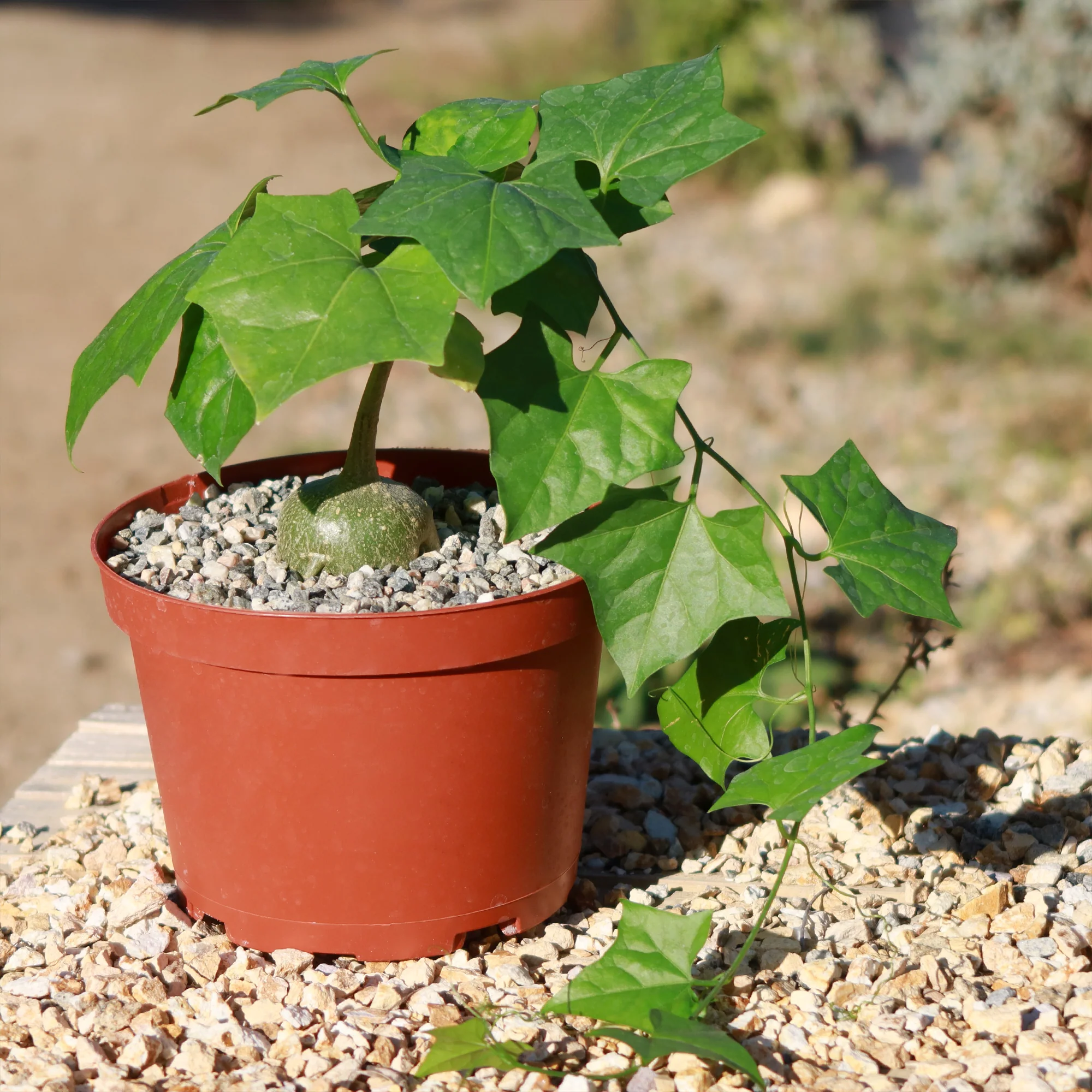 Gerrardanthus Macrorhizus