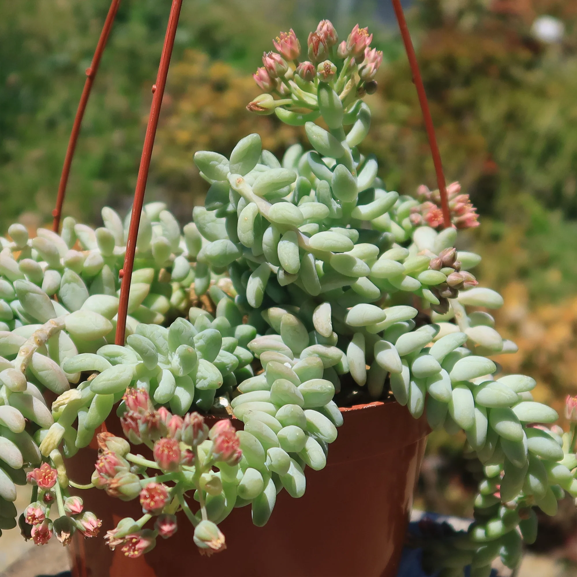 Burro��s Tail Succulent - Sedum morganianum ��Burrito��
