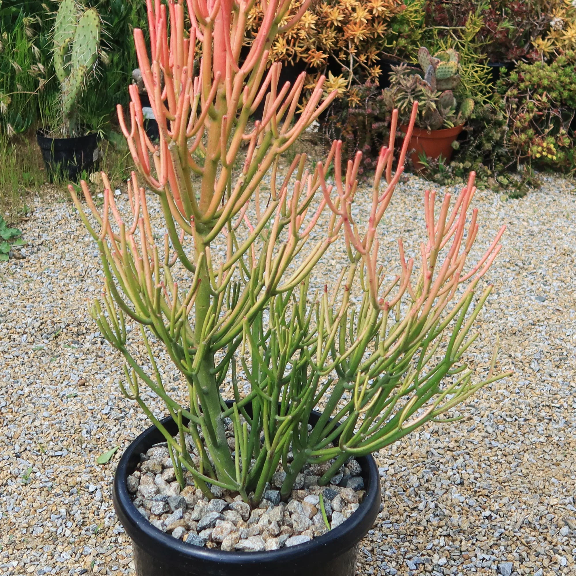 Pencil Cactus - Euphorbia tirucalli 'Firesticks'