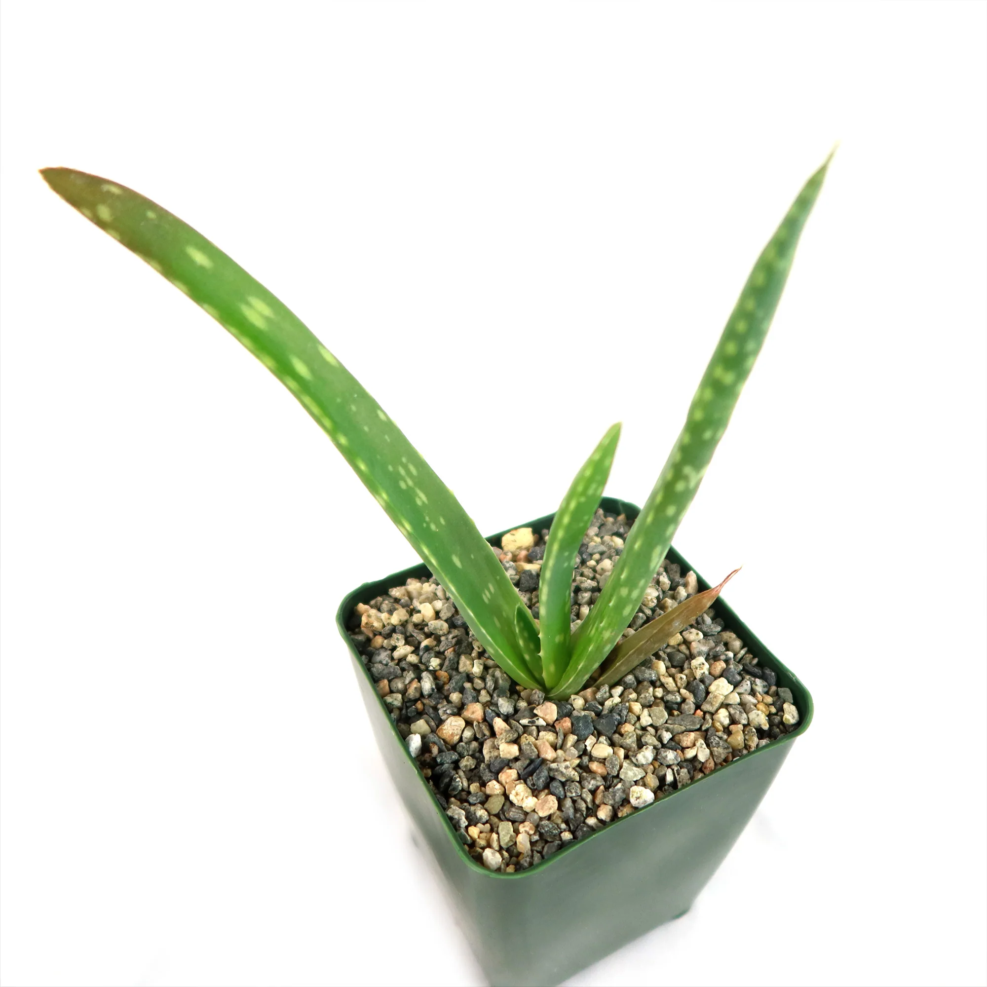 Aloe Vera - Aloe?barbadensis 'miller'