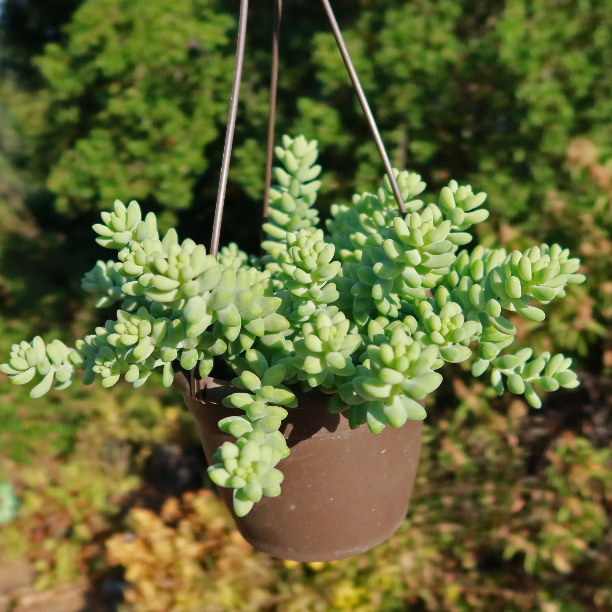 Burro��s Tail Succulent - Sedum morganianum ��Burrito��
