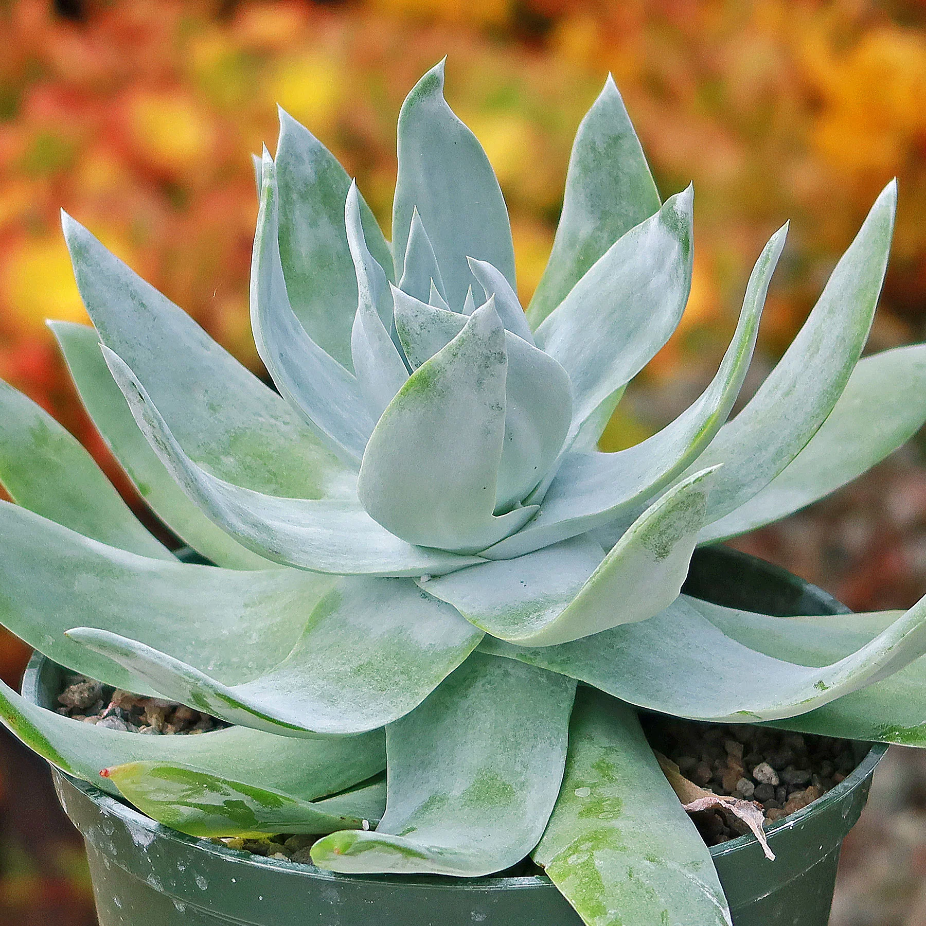 Giant Chalk Dudleya ��Dudleya brittonii��
