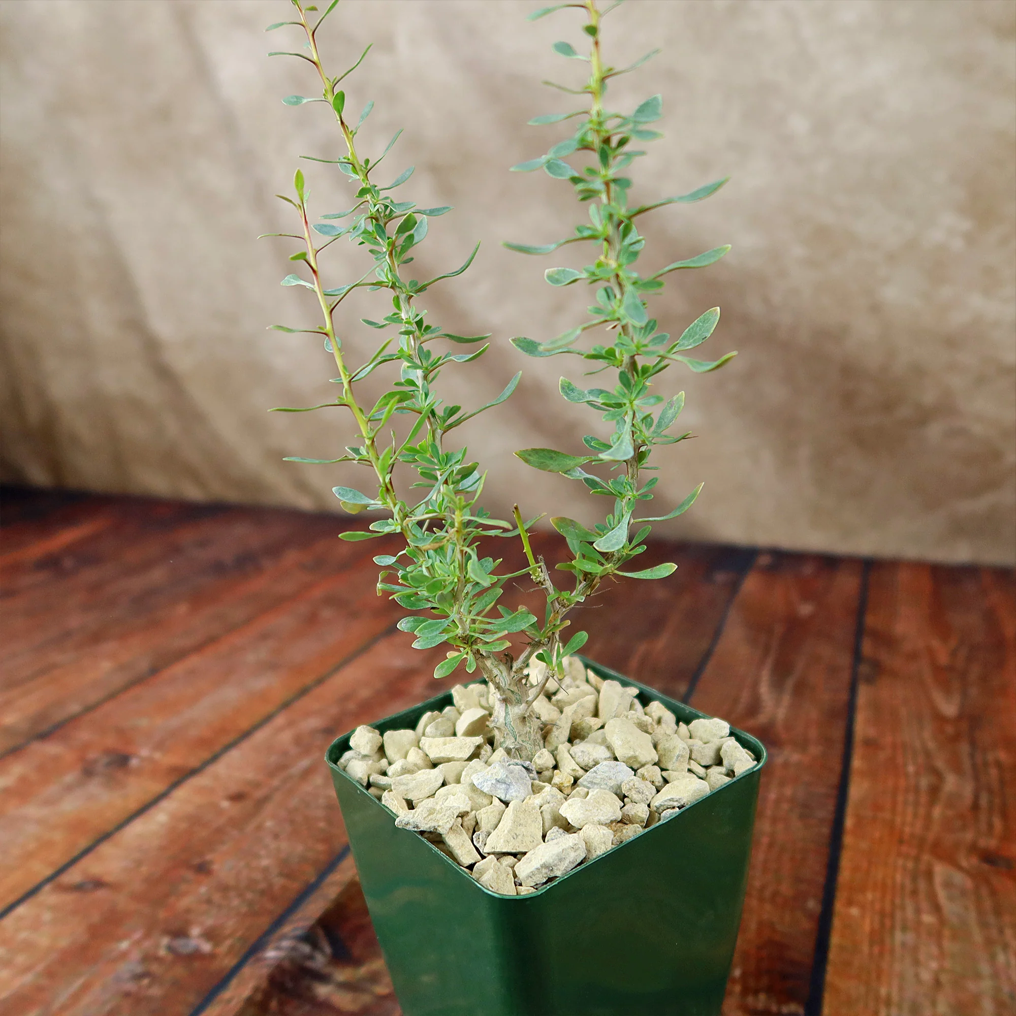 Idria columnaris boojum tree