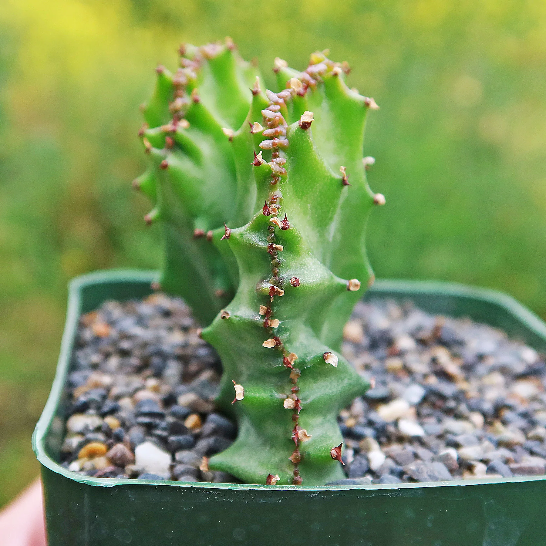 Coral Cactus - Euphorbia lactea 'cristata'