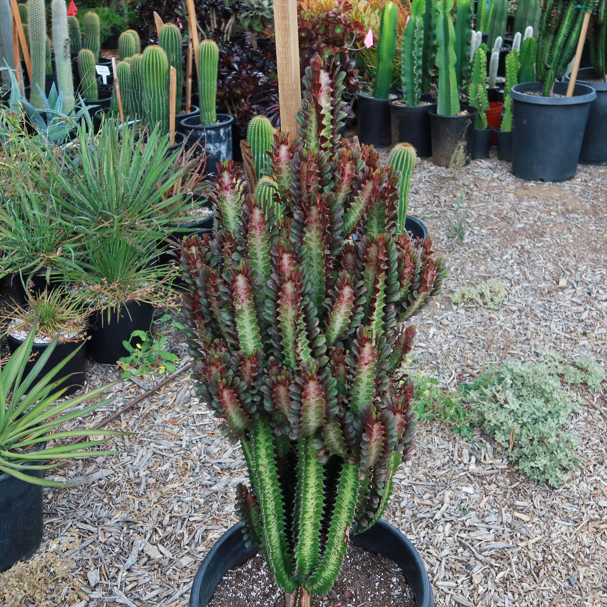 African Milk Tree - Euphorbia trigona 'Rubra'