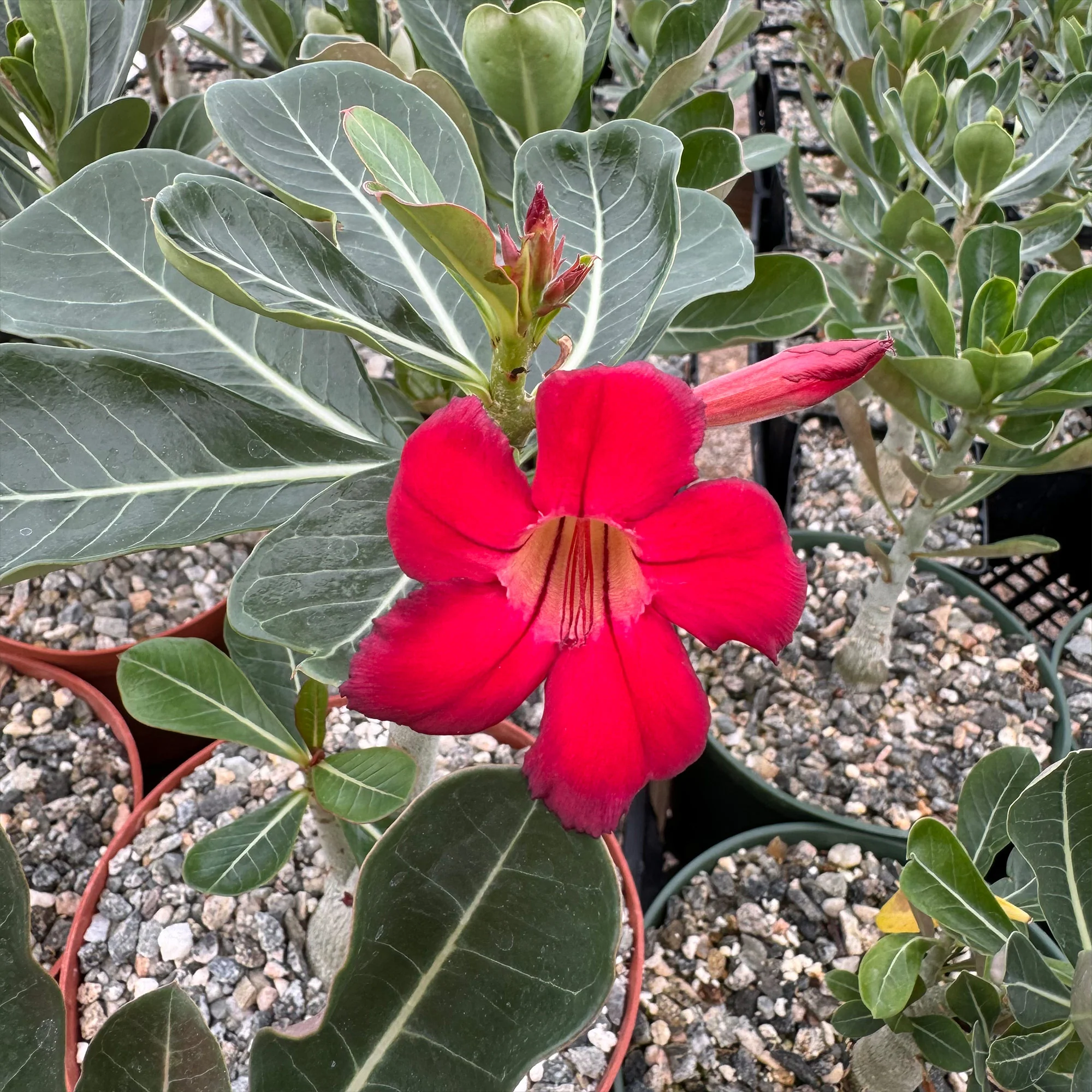 Desert Rose 'Adenium obesum'