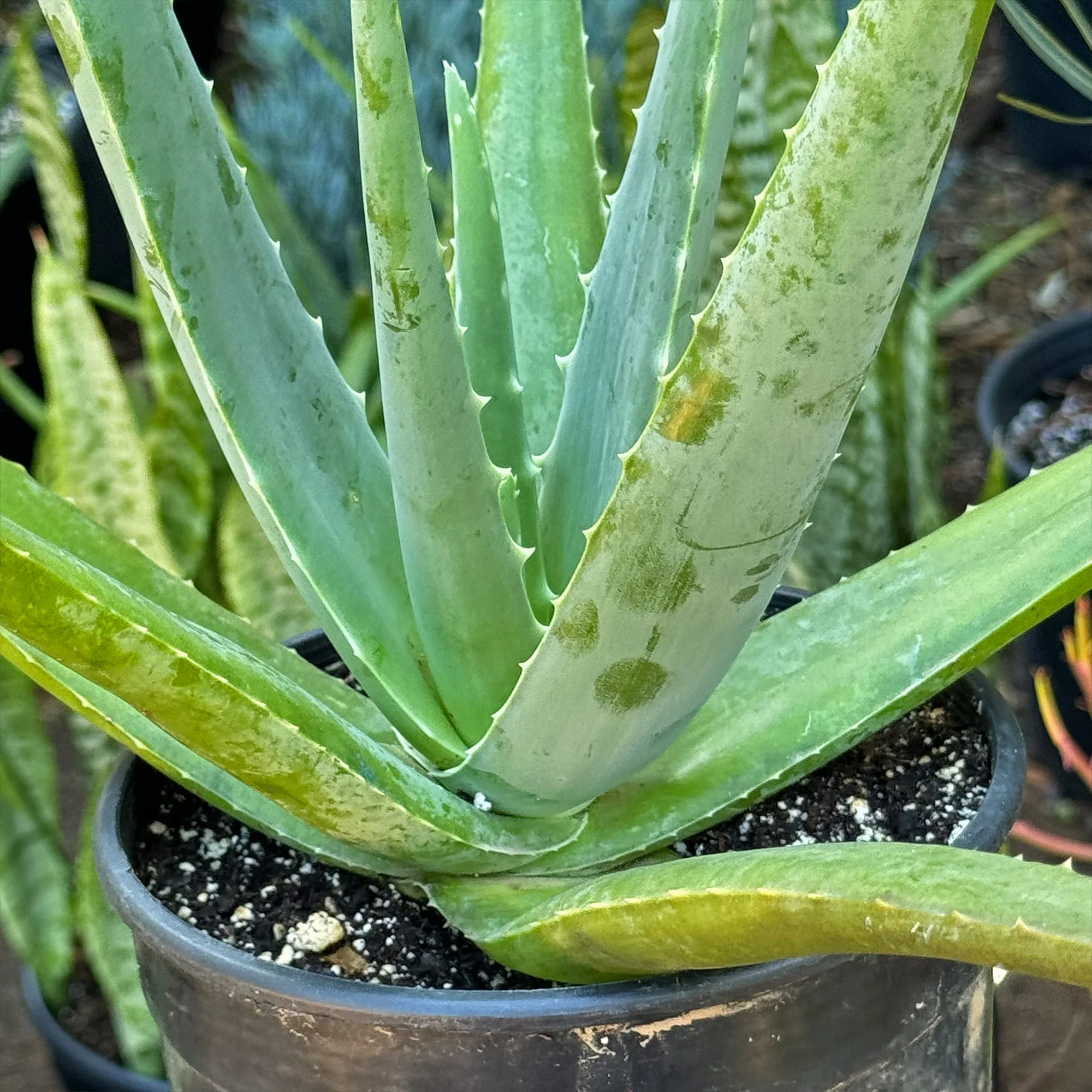 Aloe Vera - Aloe?barbadensis 'miller'