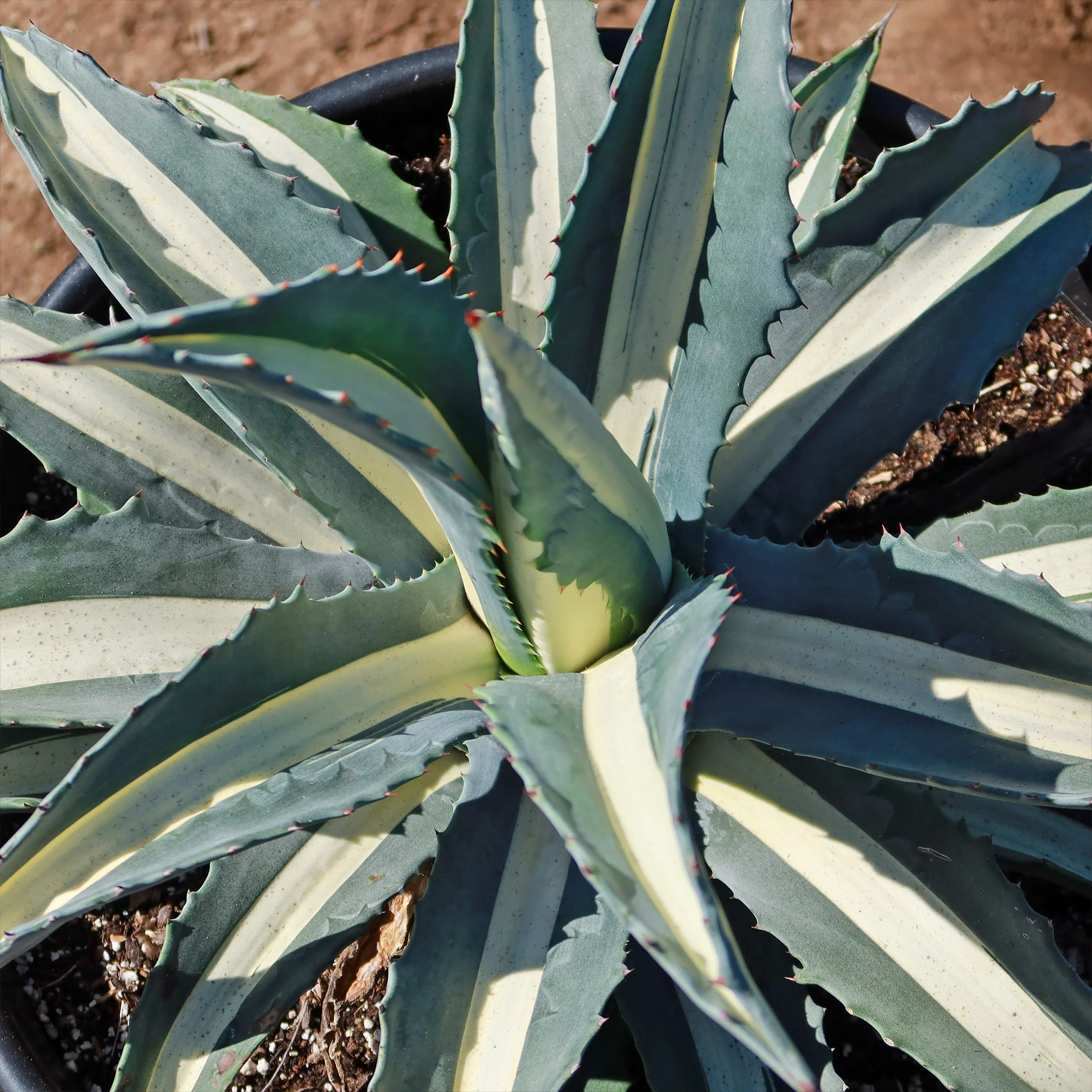Agave mediopicta alba �C White Striped Century Plant