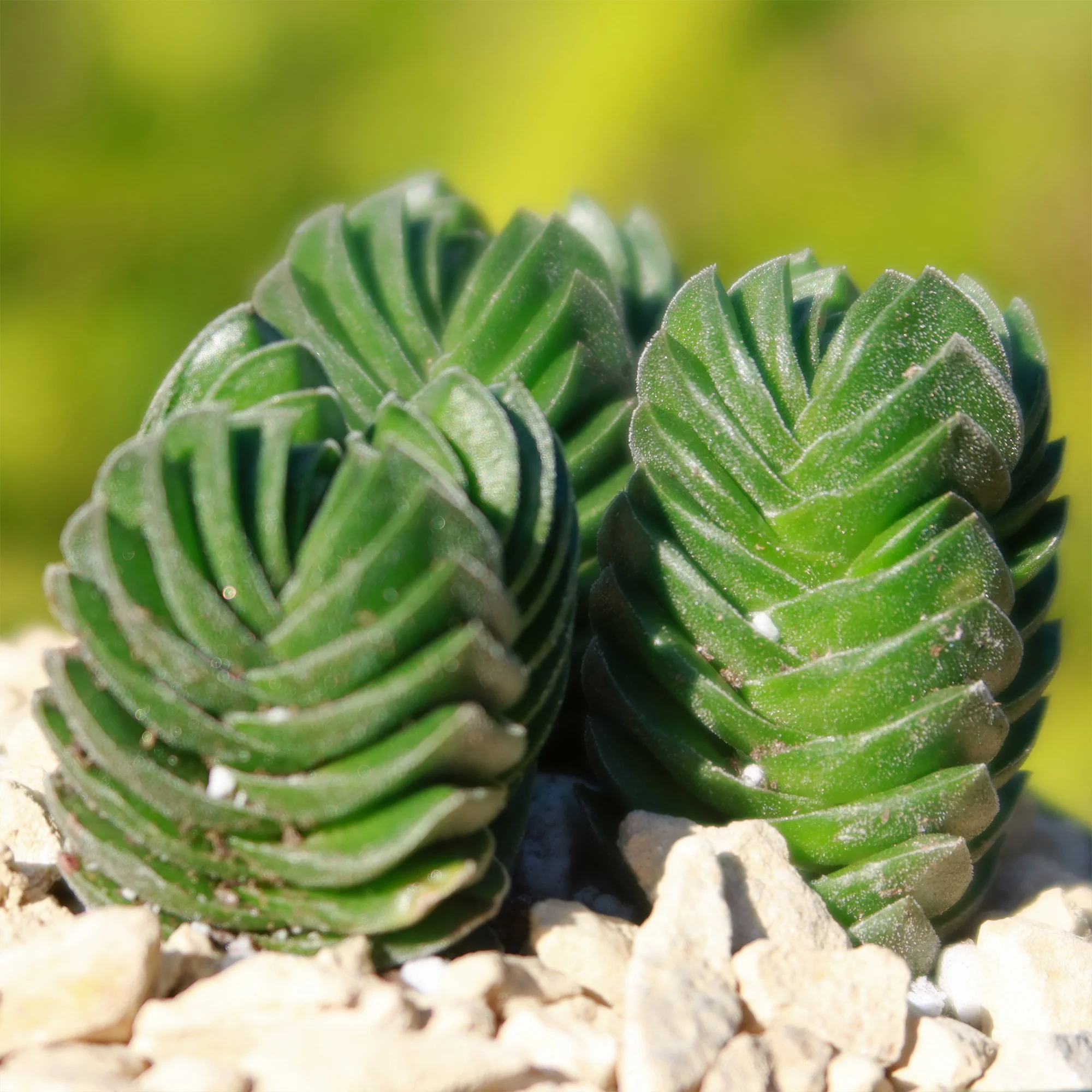 Crassula Buddha's Temple