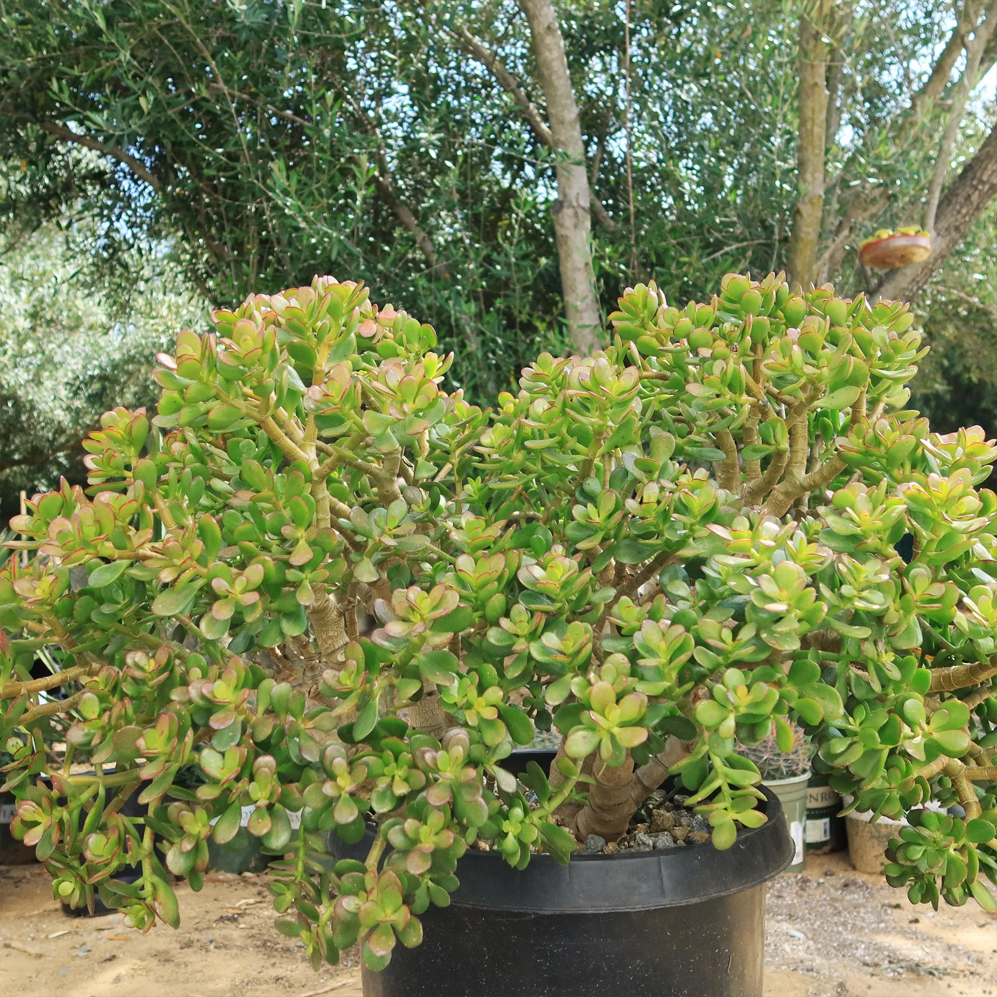 Botany Bay Jade Plant - Crassula ovata Botany Bay