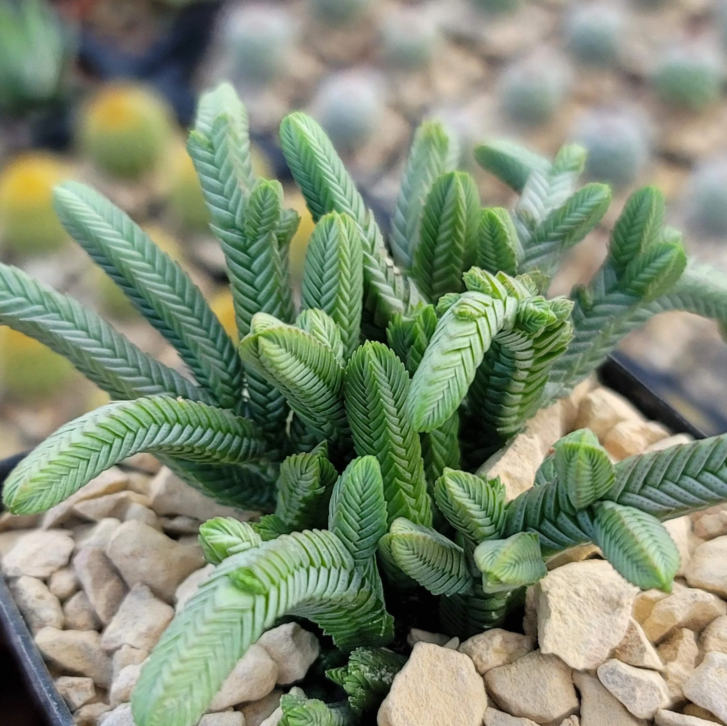 Pagoda Mini Jade ��Crassula pyramidalis��