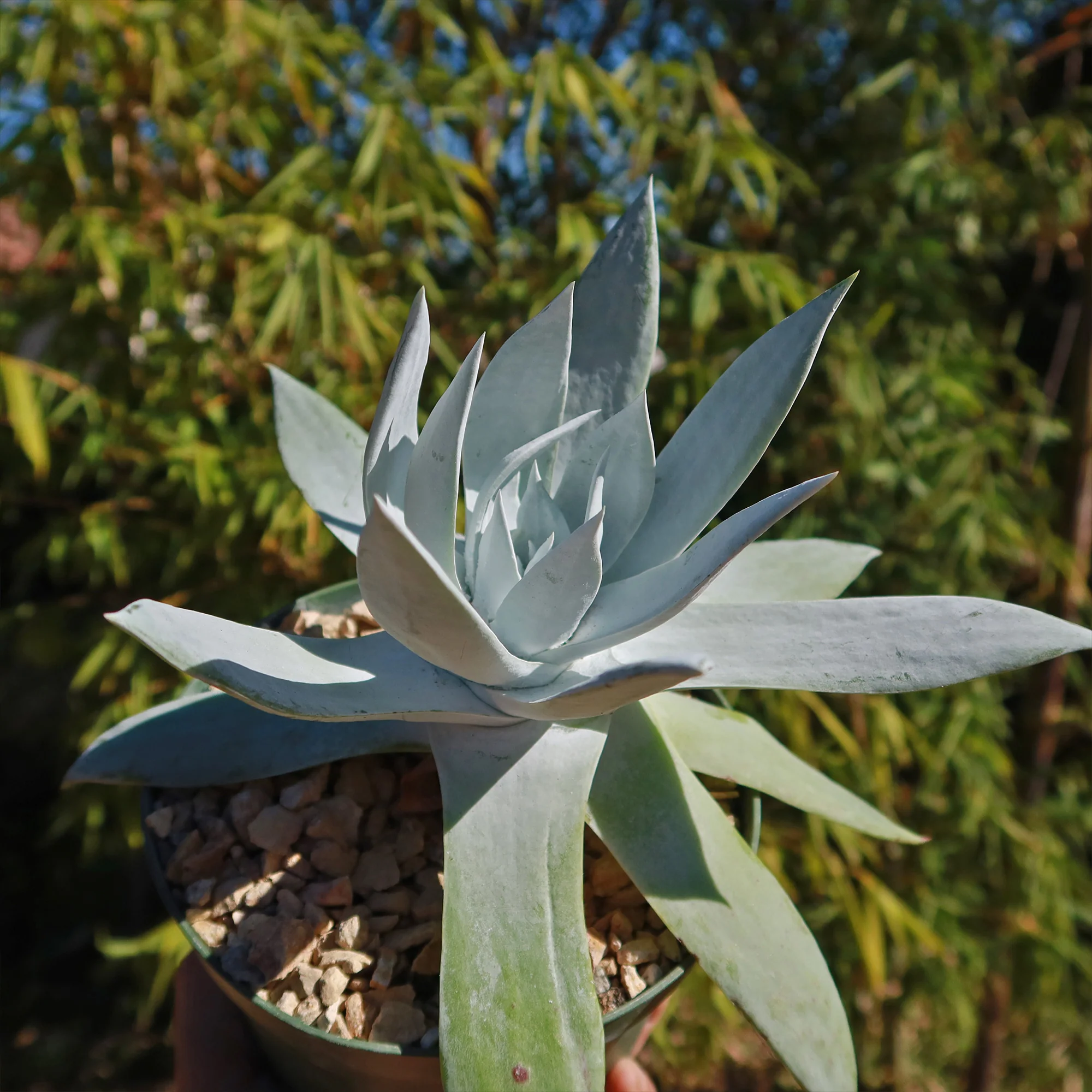 Giant Chalk Dudleya ��Dudleya brittonii��
