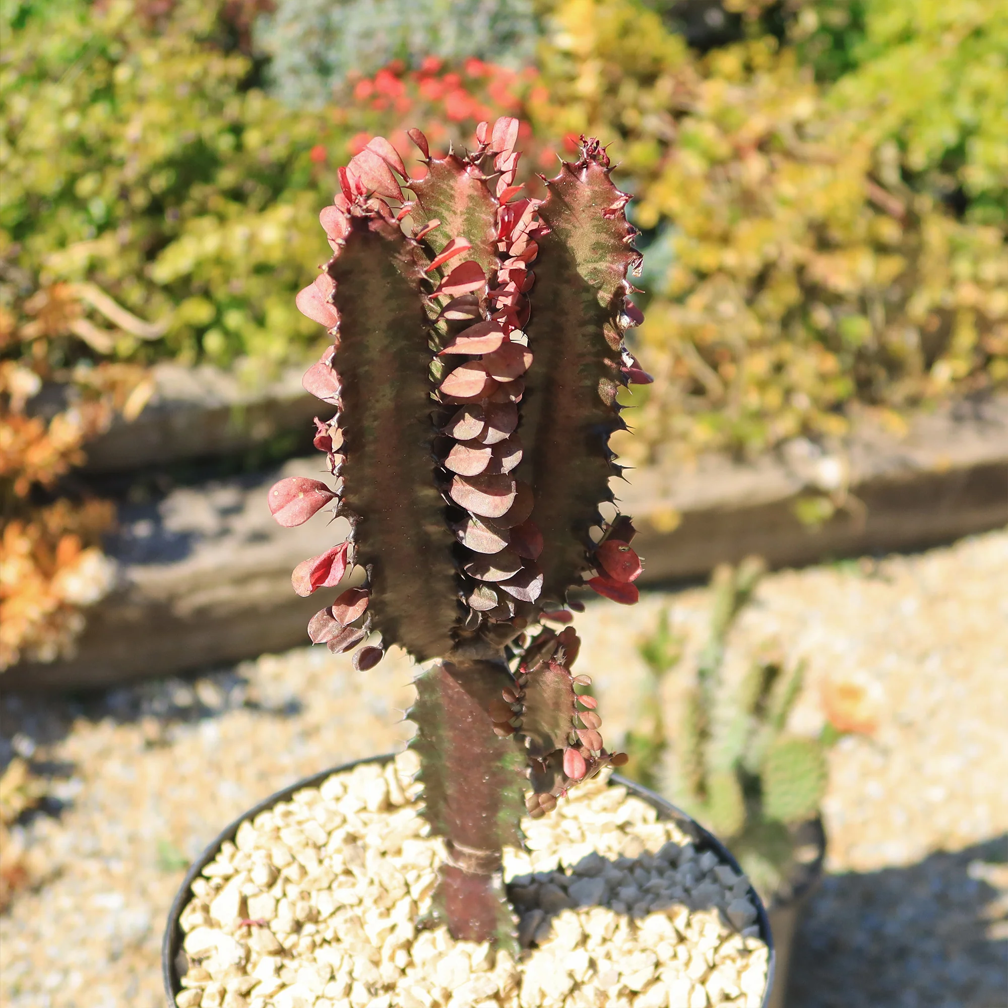 African Milk Tree - Euphorbia trigona 'Rubra'