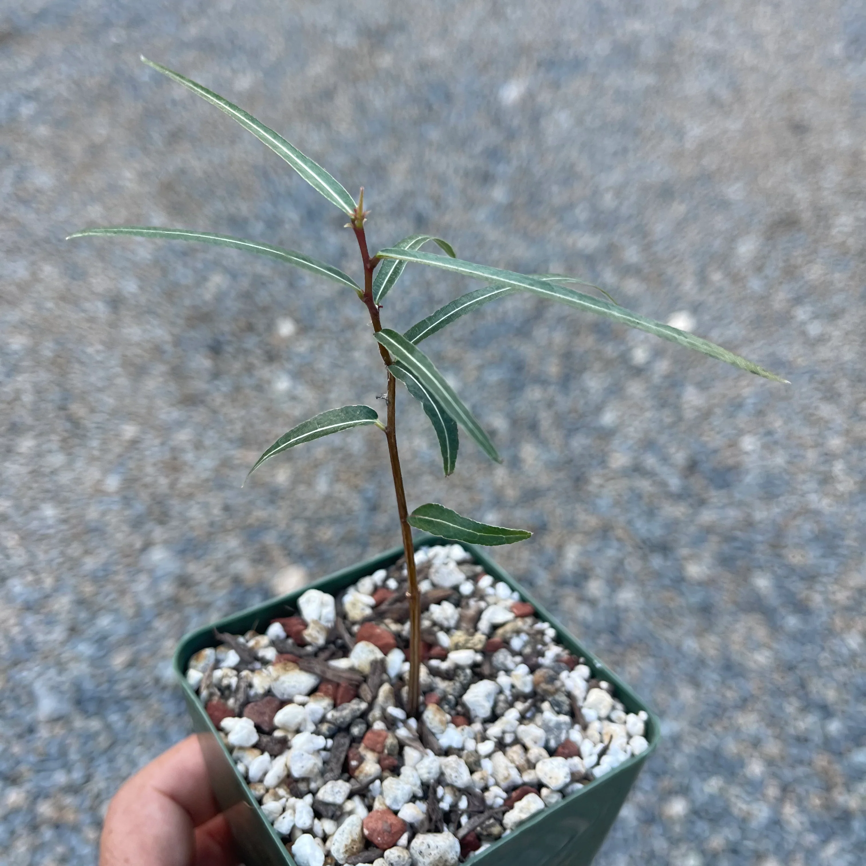 Queensland Bottle Tree 'Brachychiton rupestris'