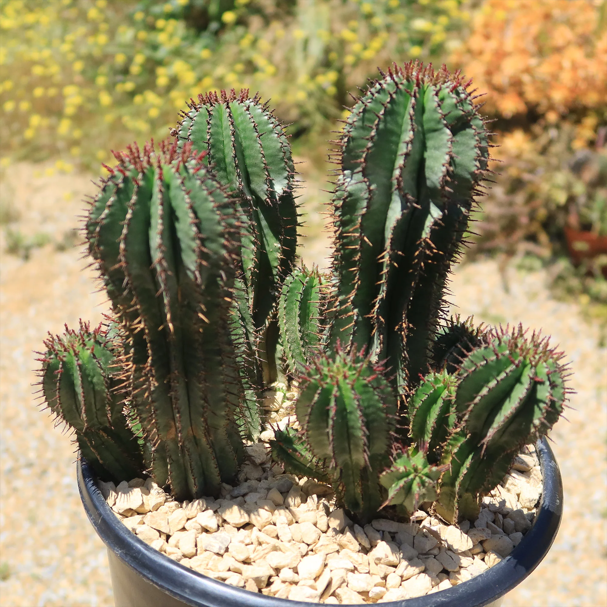 Milk Barrel Cactus ��Euphorbia cereiformis��