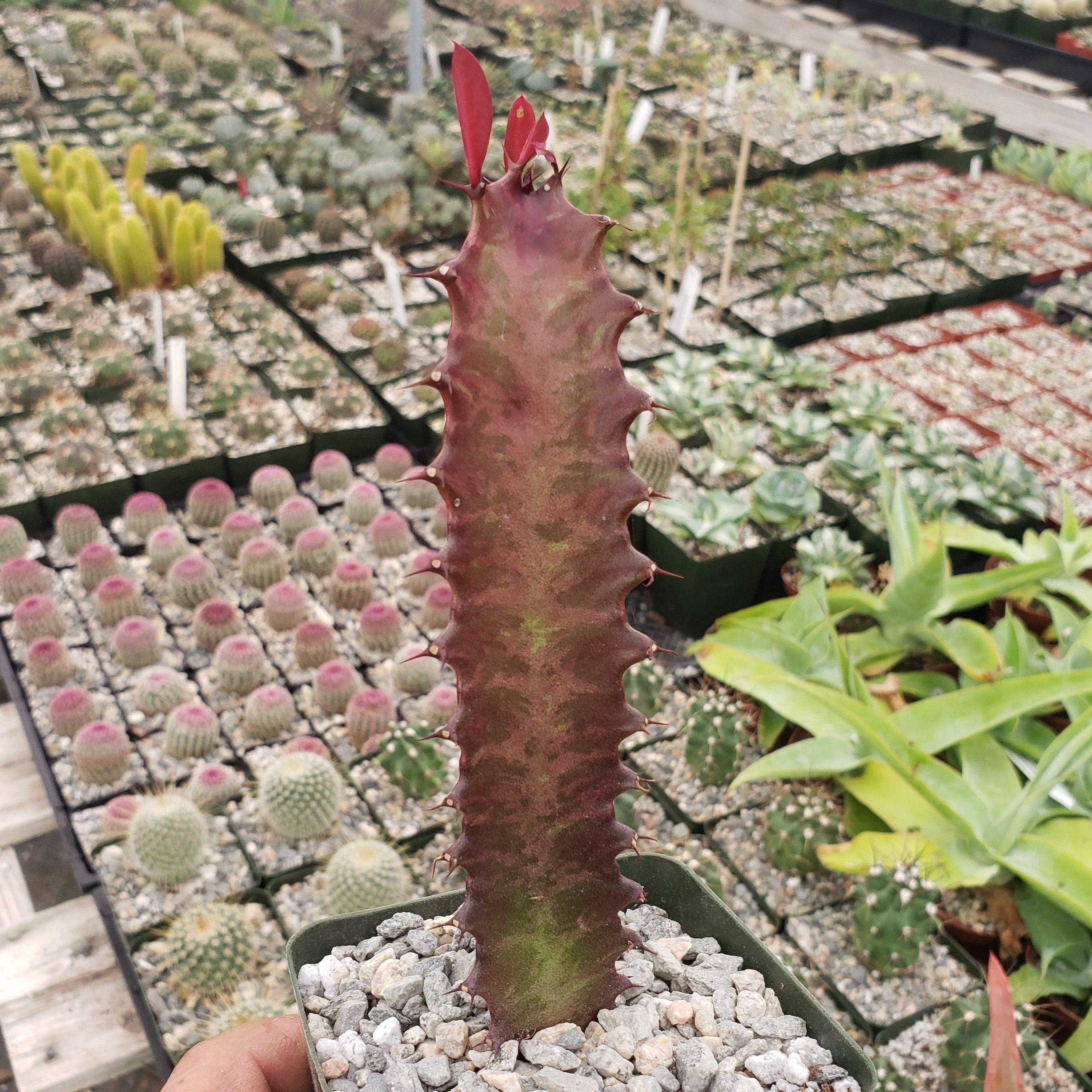 African Milk Tree - Euphorbia trigona 'Rubra'