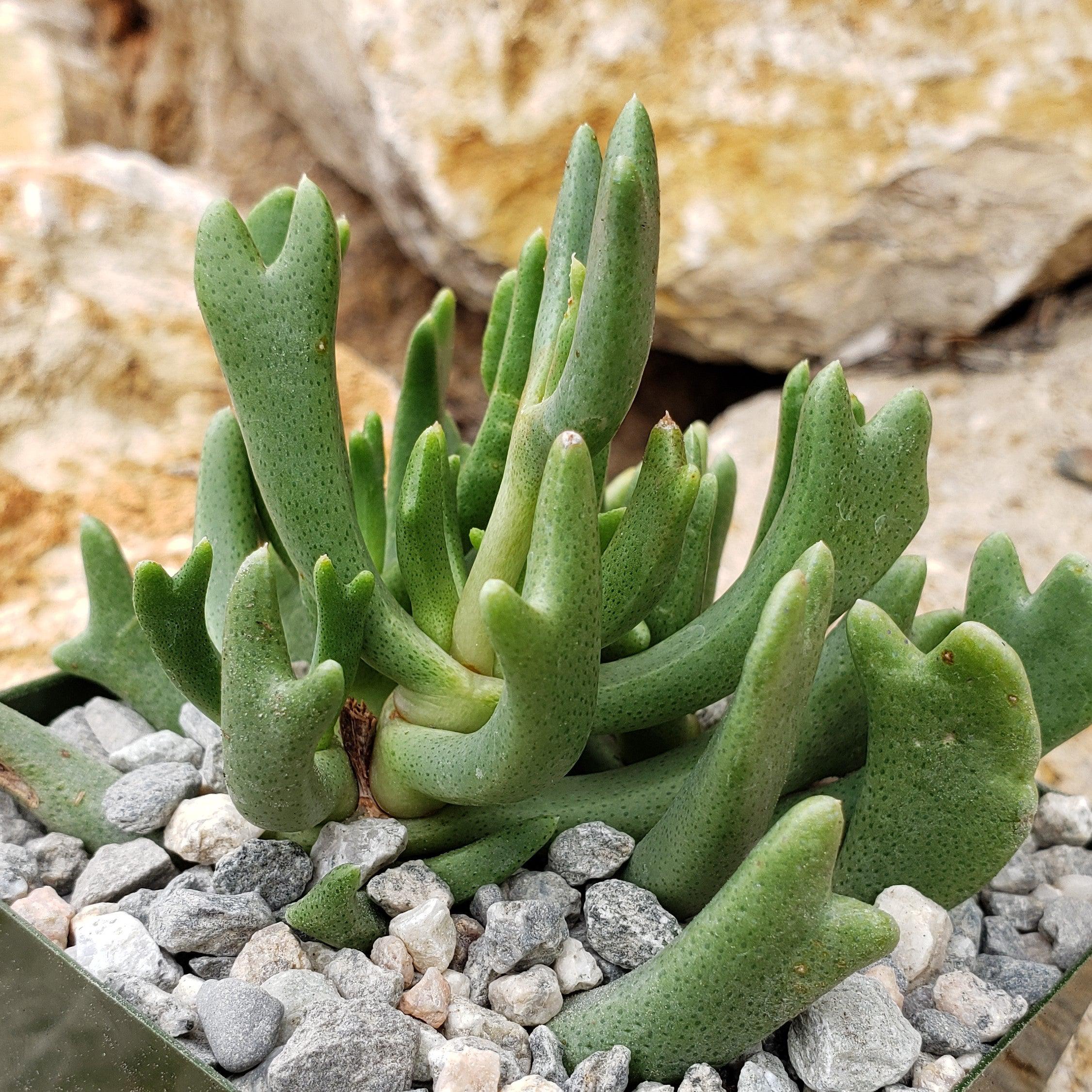 Rhombophyllum dolabriforme