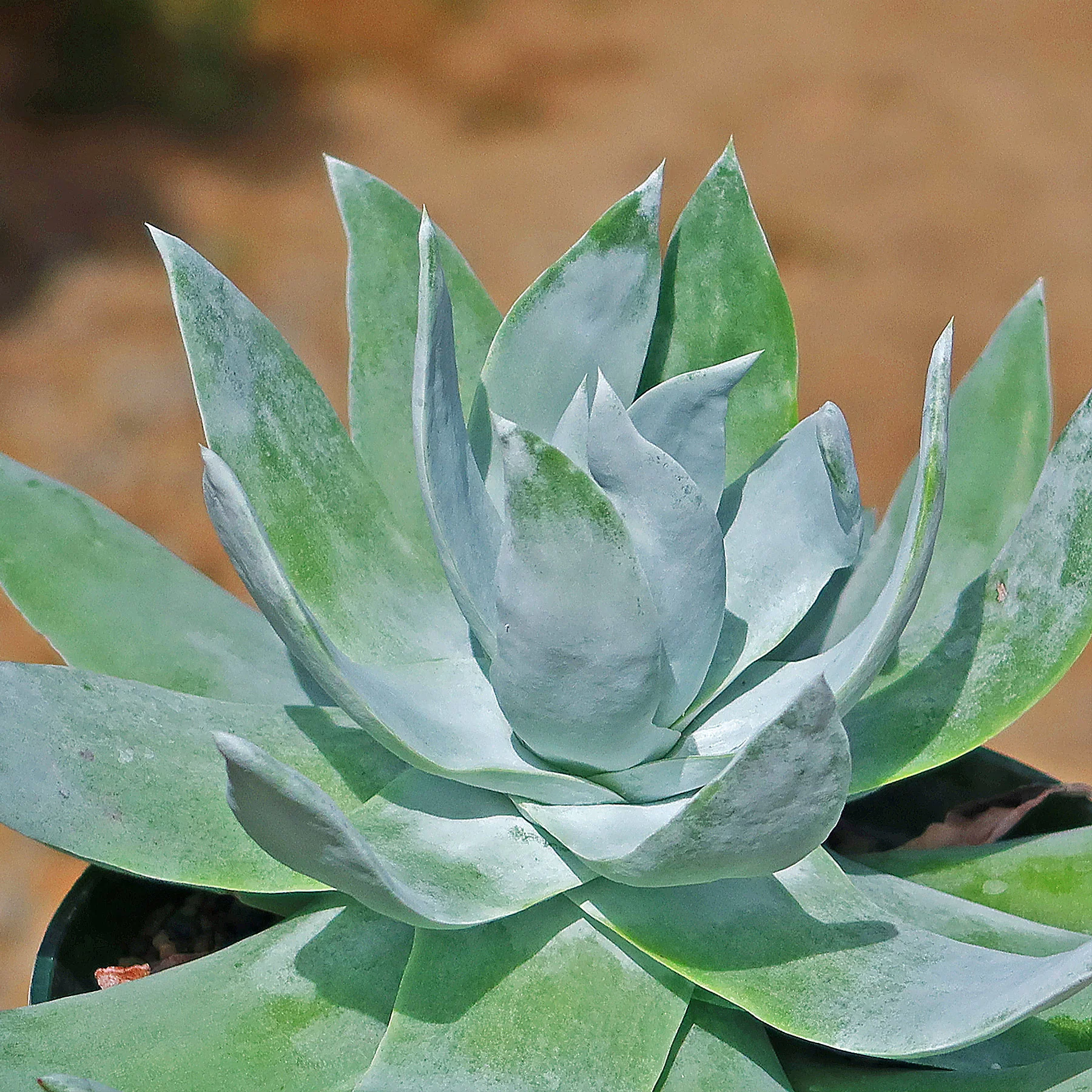 Giant Chalk Dudleya ��Dudleya brittonii��