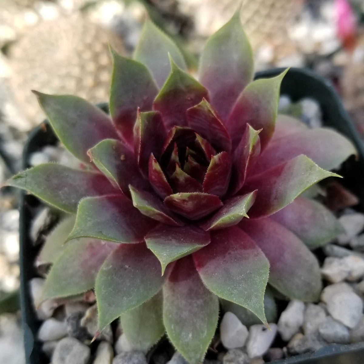 Sempervivum 'Ruby Heart' Hens and Chicks