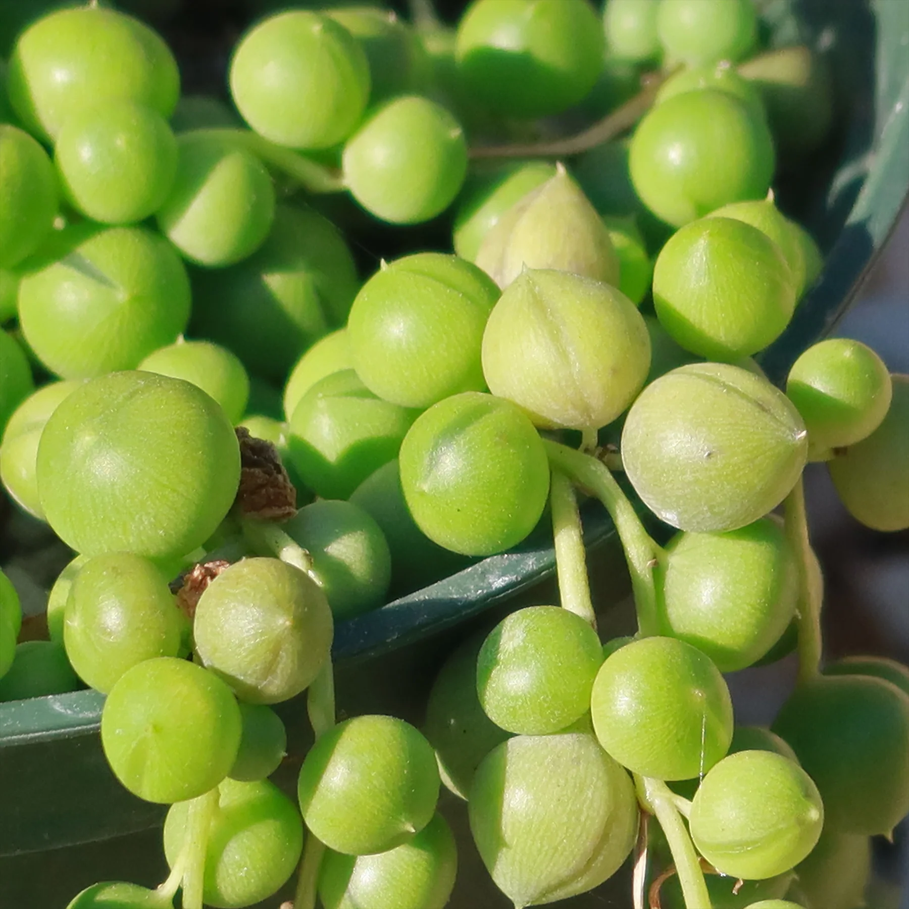 String of Pearls 'Senecio rowleyanus'