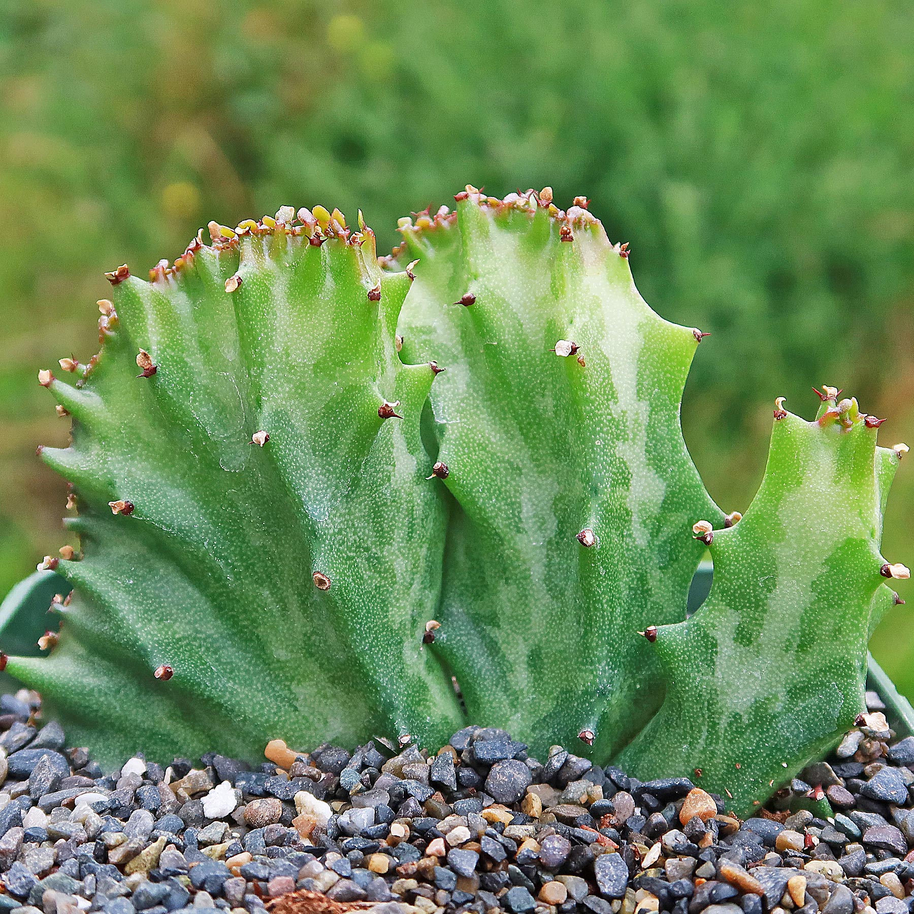 Coral Cactus - Euphorbia lactea 'cristata'