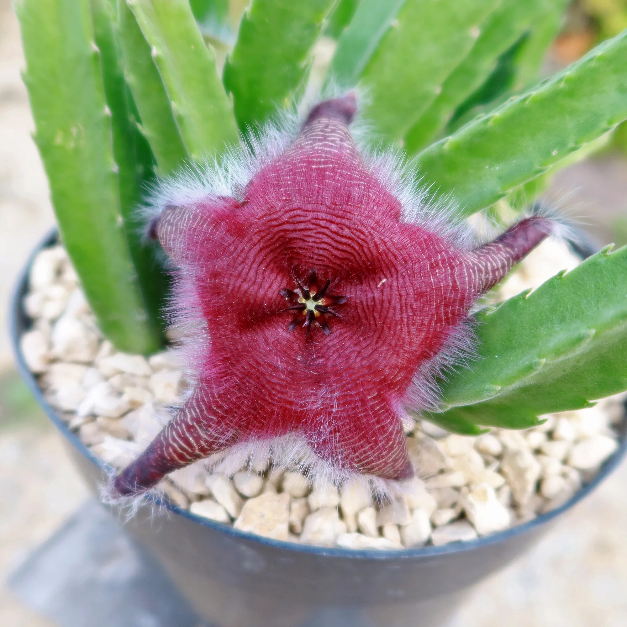 Giant Toad Plant ��Stapelia grandiflora��