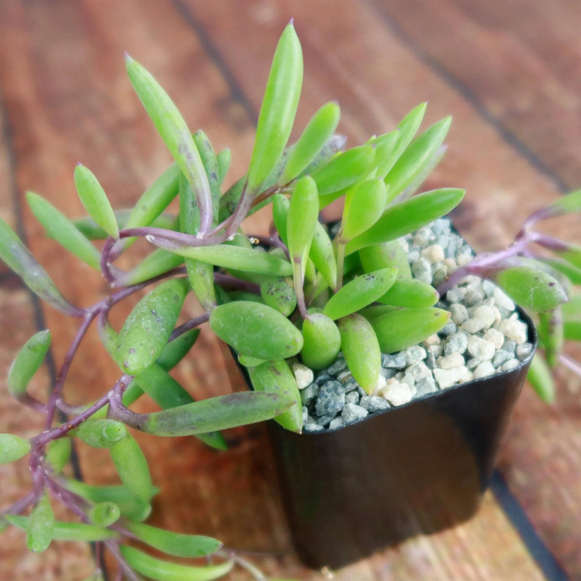 Ruby Necklace Plant 'Othonna capensis'