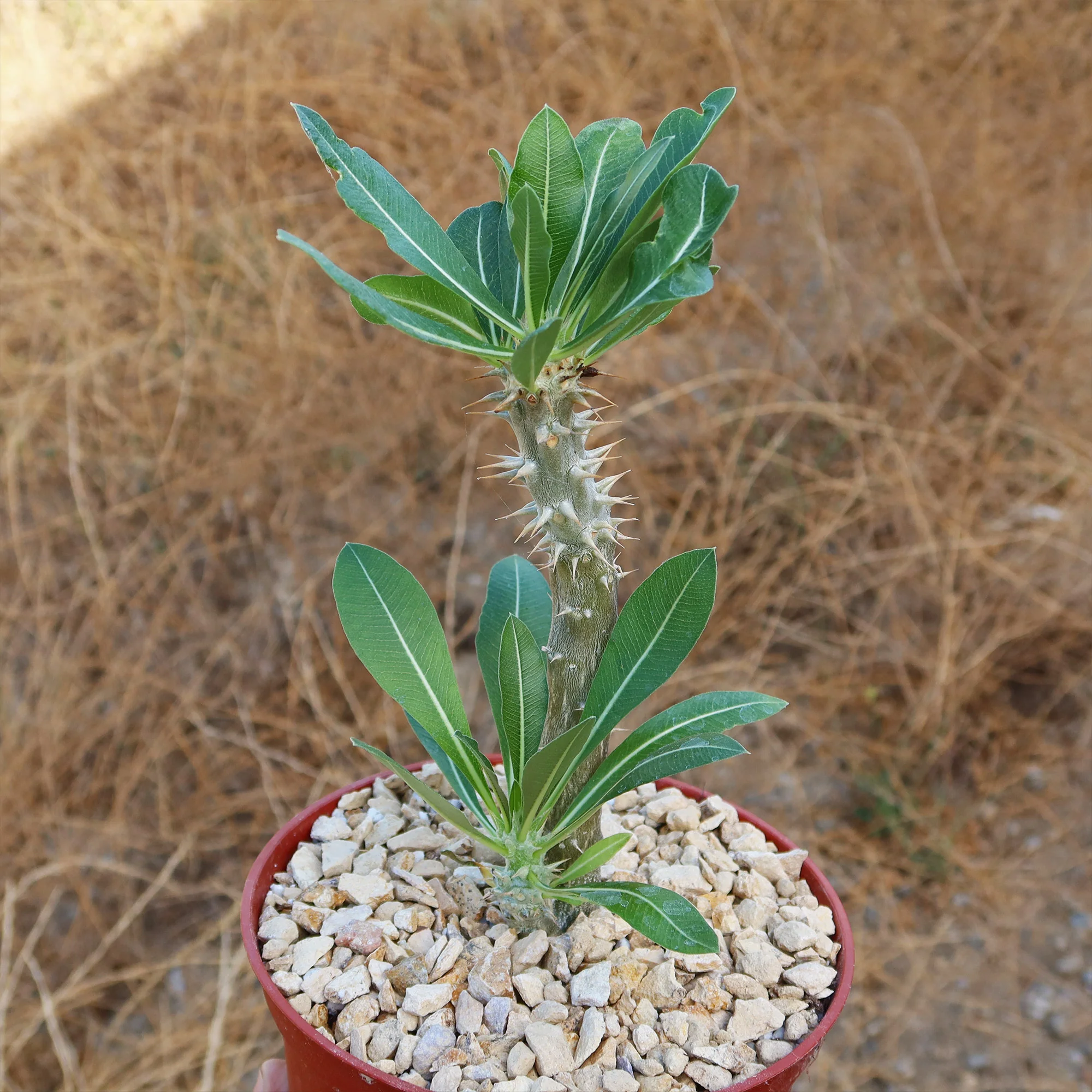 Pachypodium horombense