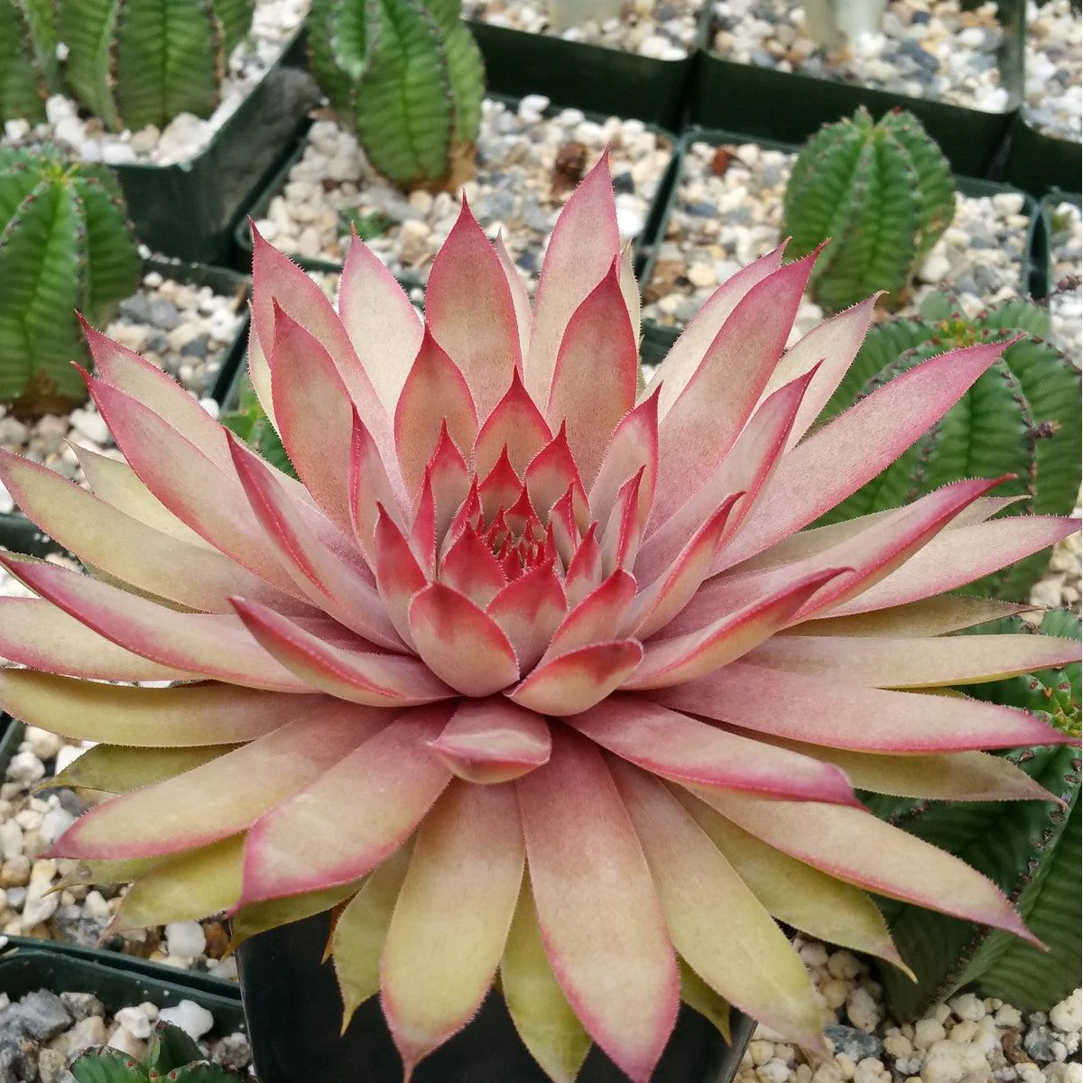 Sempervivum 'Ruby Heart' Hens and Chicks